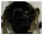 Insects 14 00438 i020