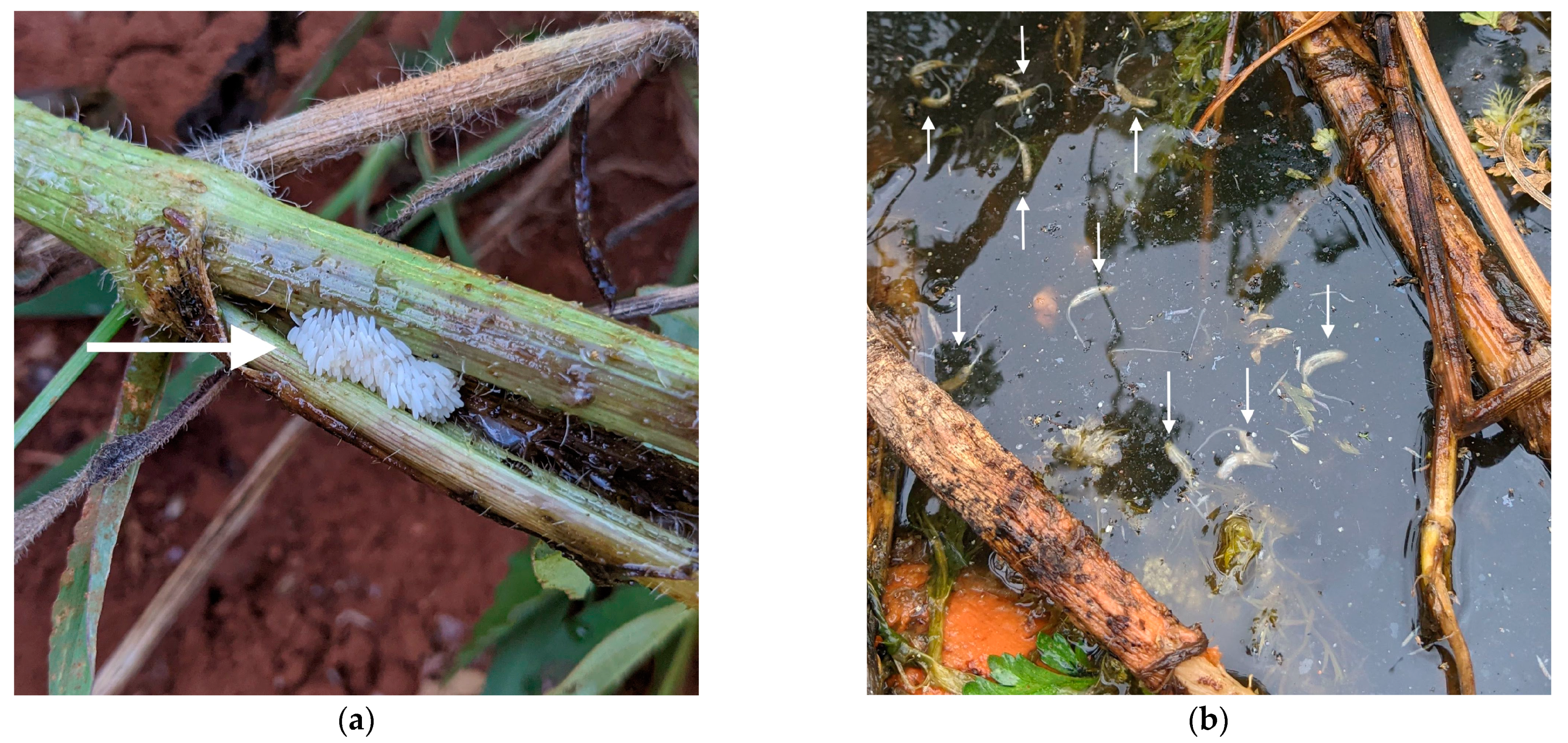 Insects 14 00439 g003