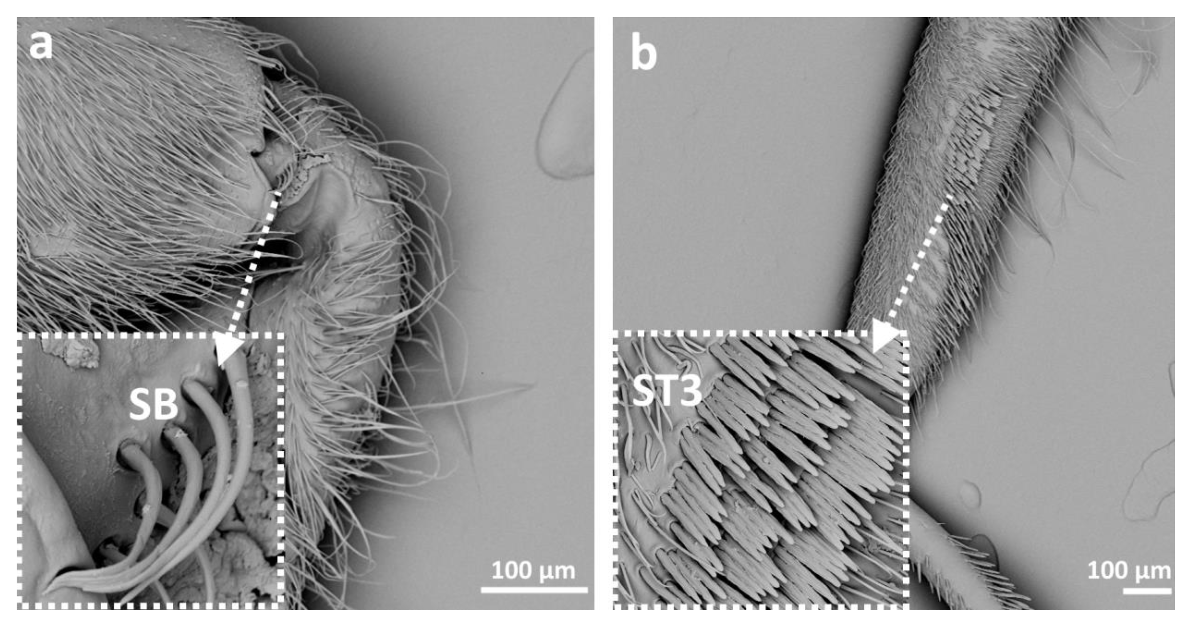 Insects 14 00441 g008