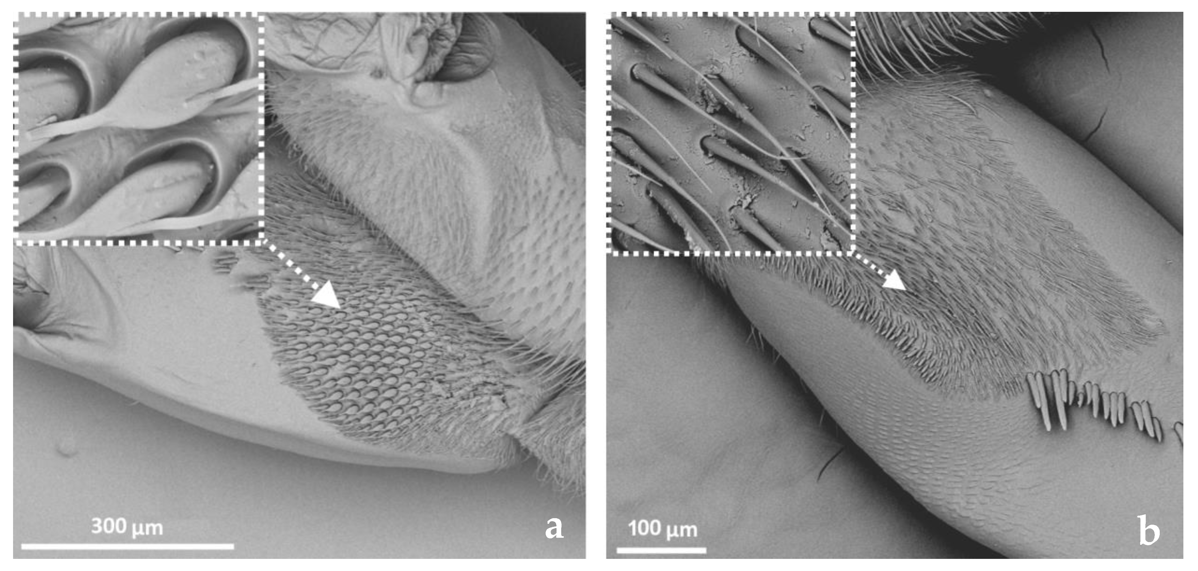 Insects 14 00441 g009