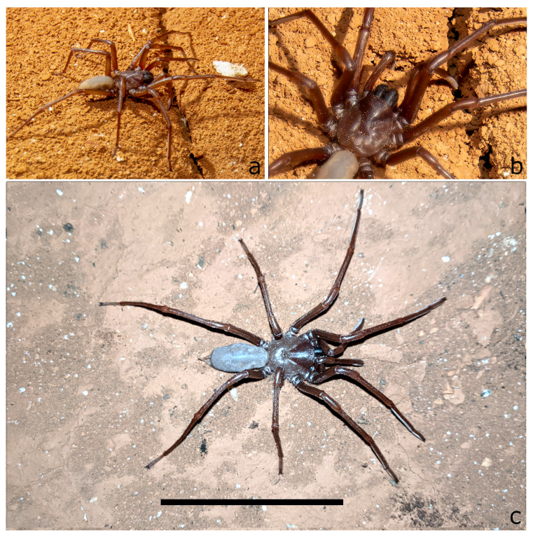 Insects 14 00449 g005