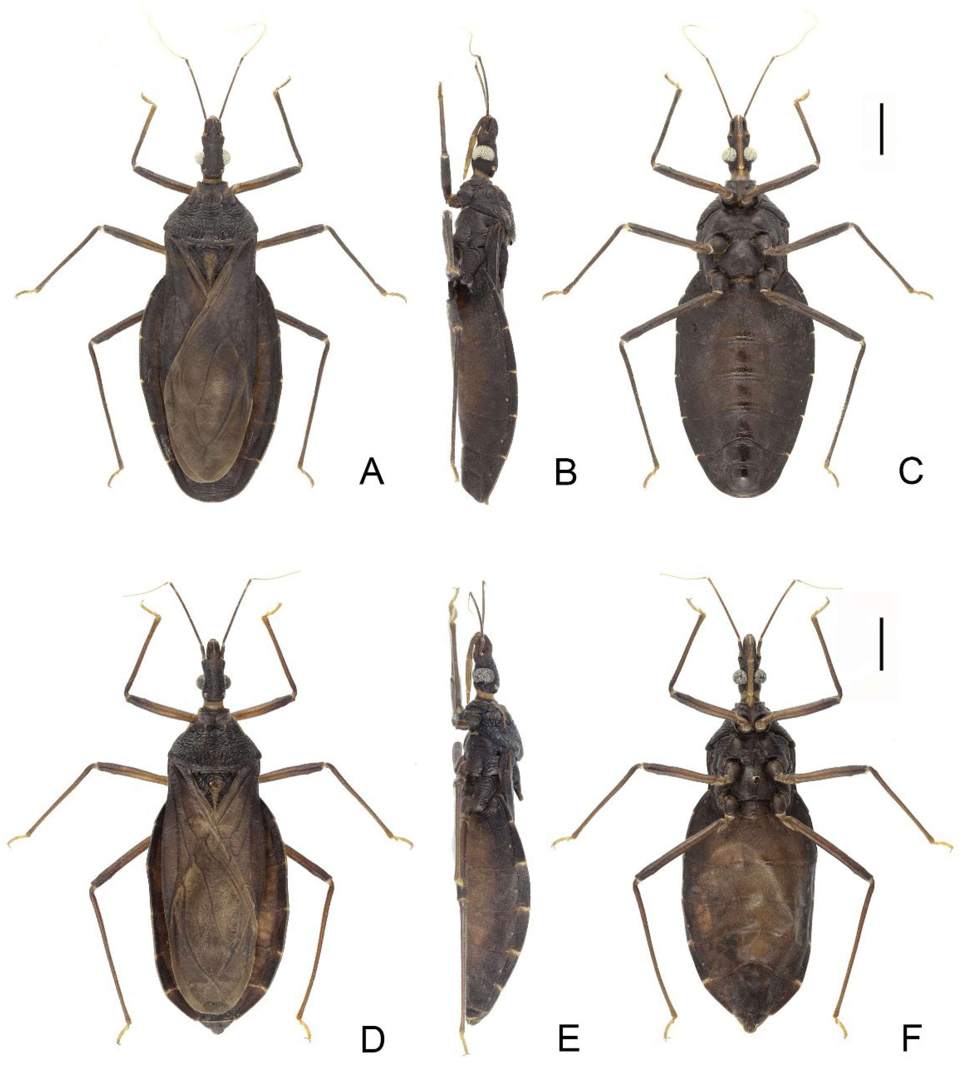 Insects 14 00450 g005