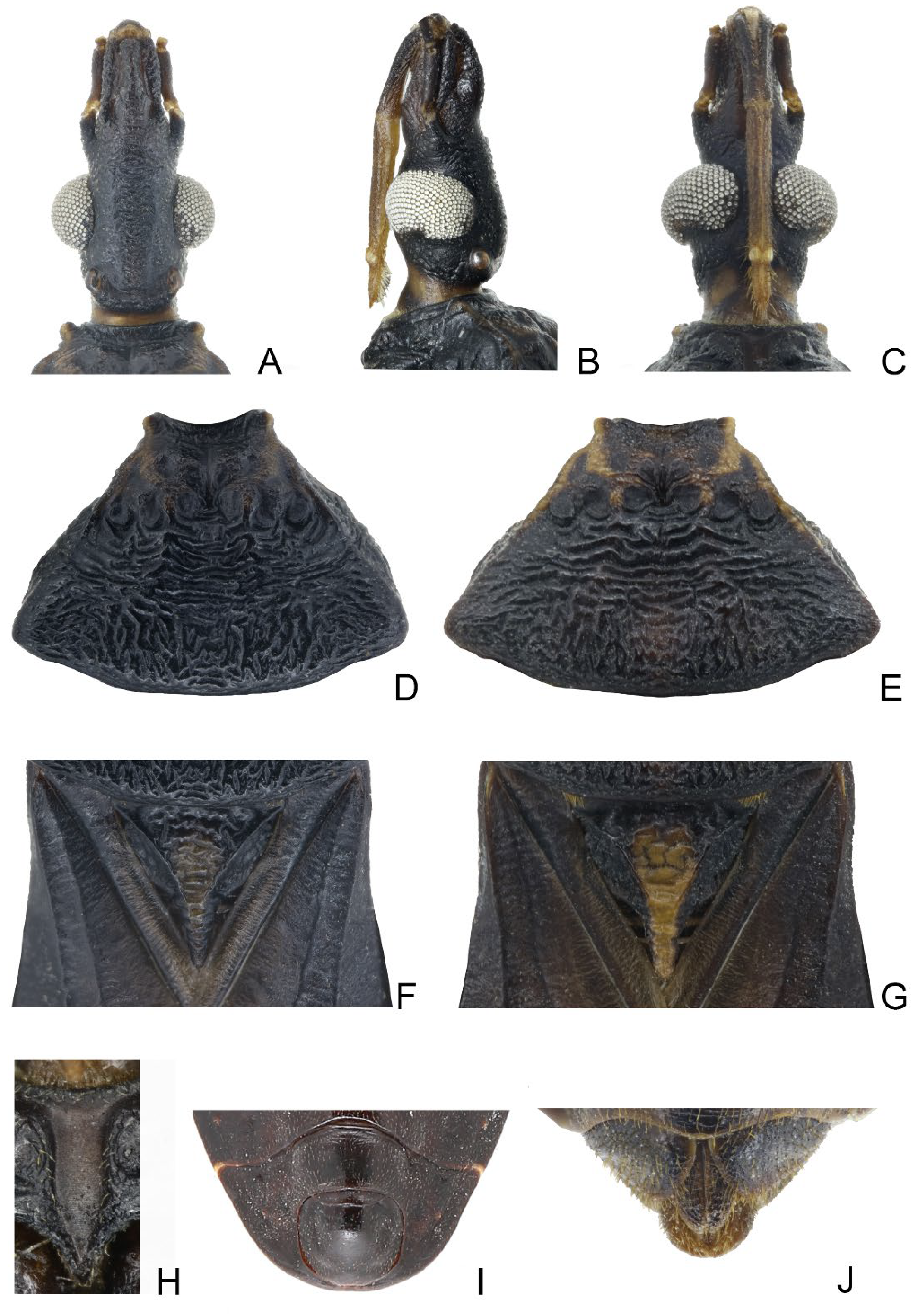 Insects 14 00450 g006