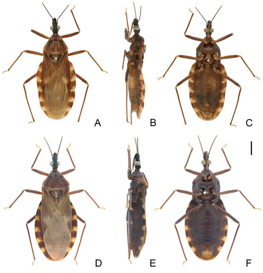 アニマル Review of Kissing Bugs (Hemiptera: Reduviidae: Triatominae