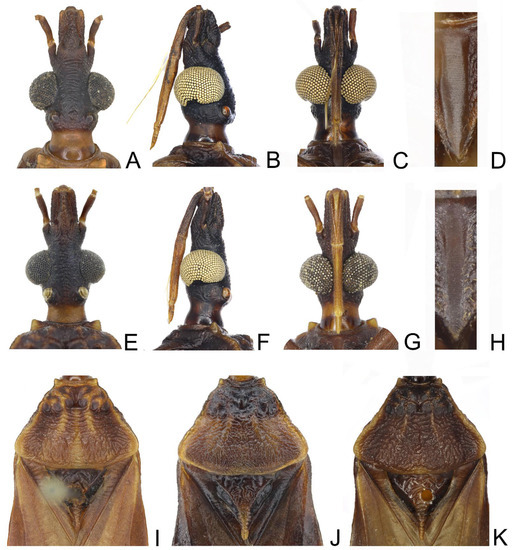 Review of Kissing Bugs (Hemiptera: Reduviidae: Triatominae