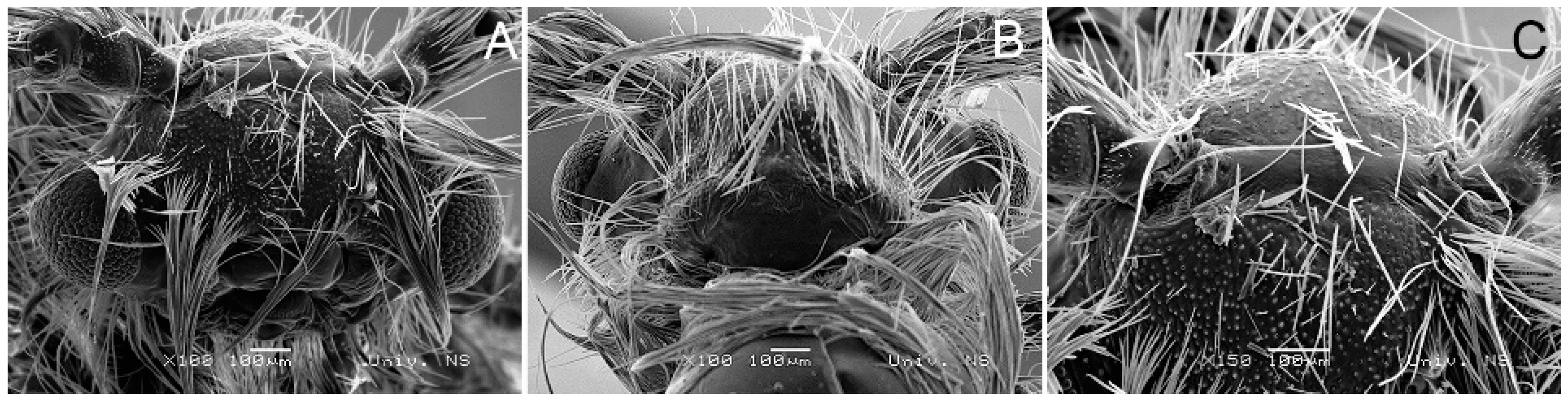 Insects 14 00455 g012