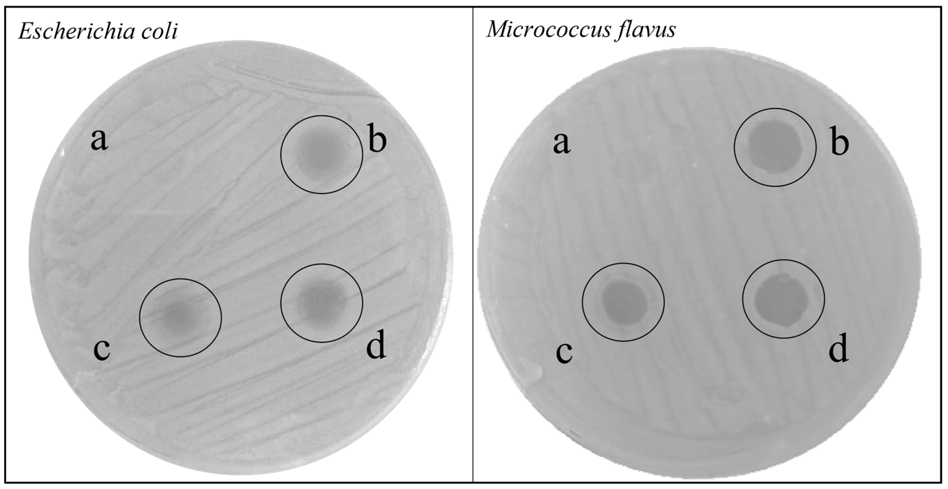 Insects 14 00464 g001