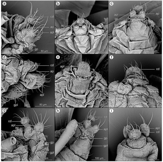 Perianal Structures in Non-Myrmecophilous Aphids (Hemiptera, Aphididae)