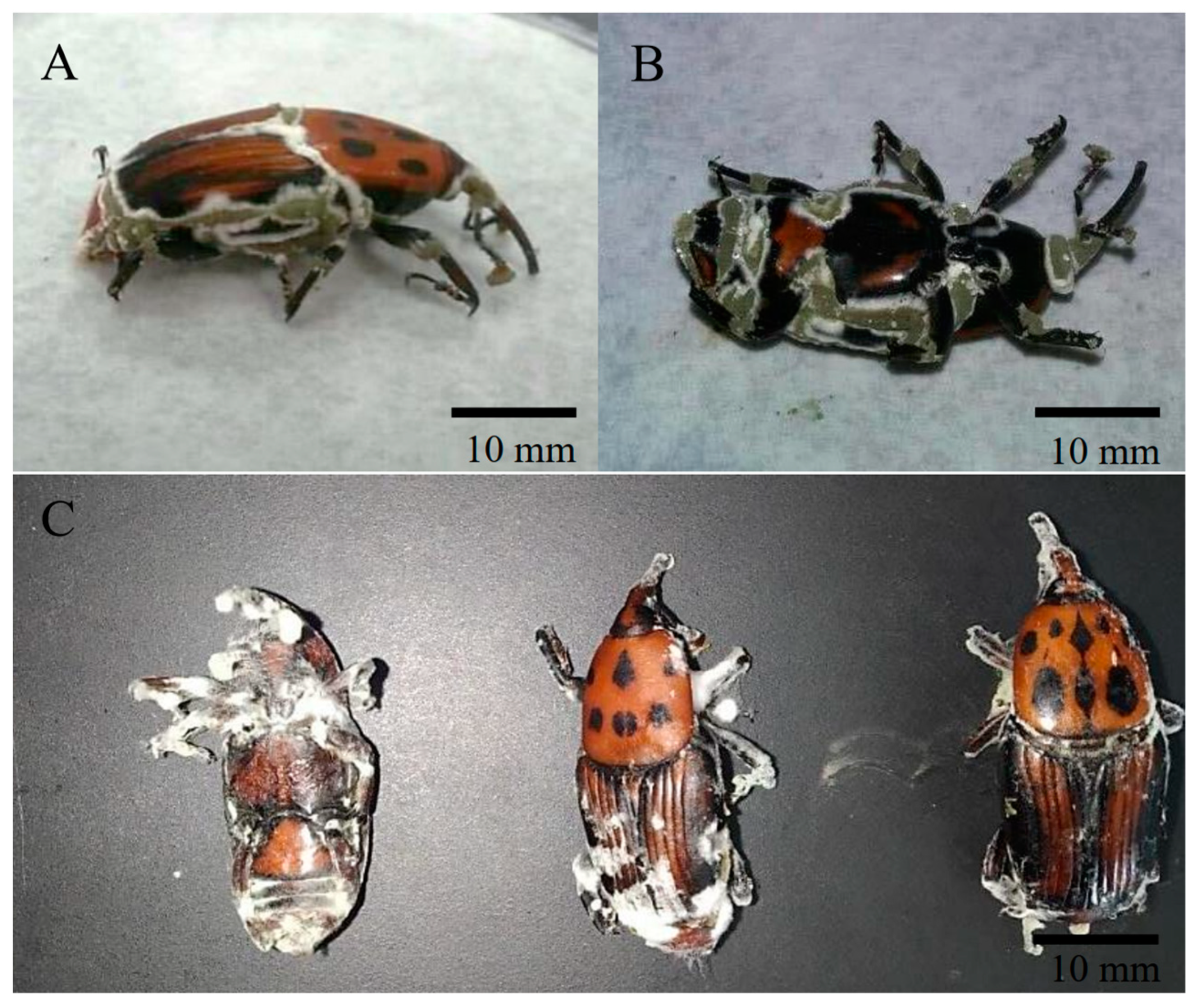 Insects 14 00482 g001