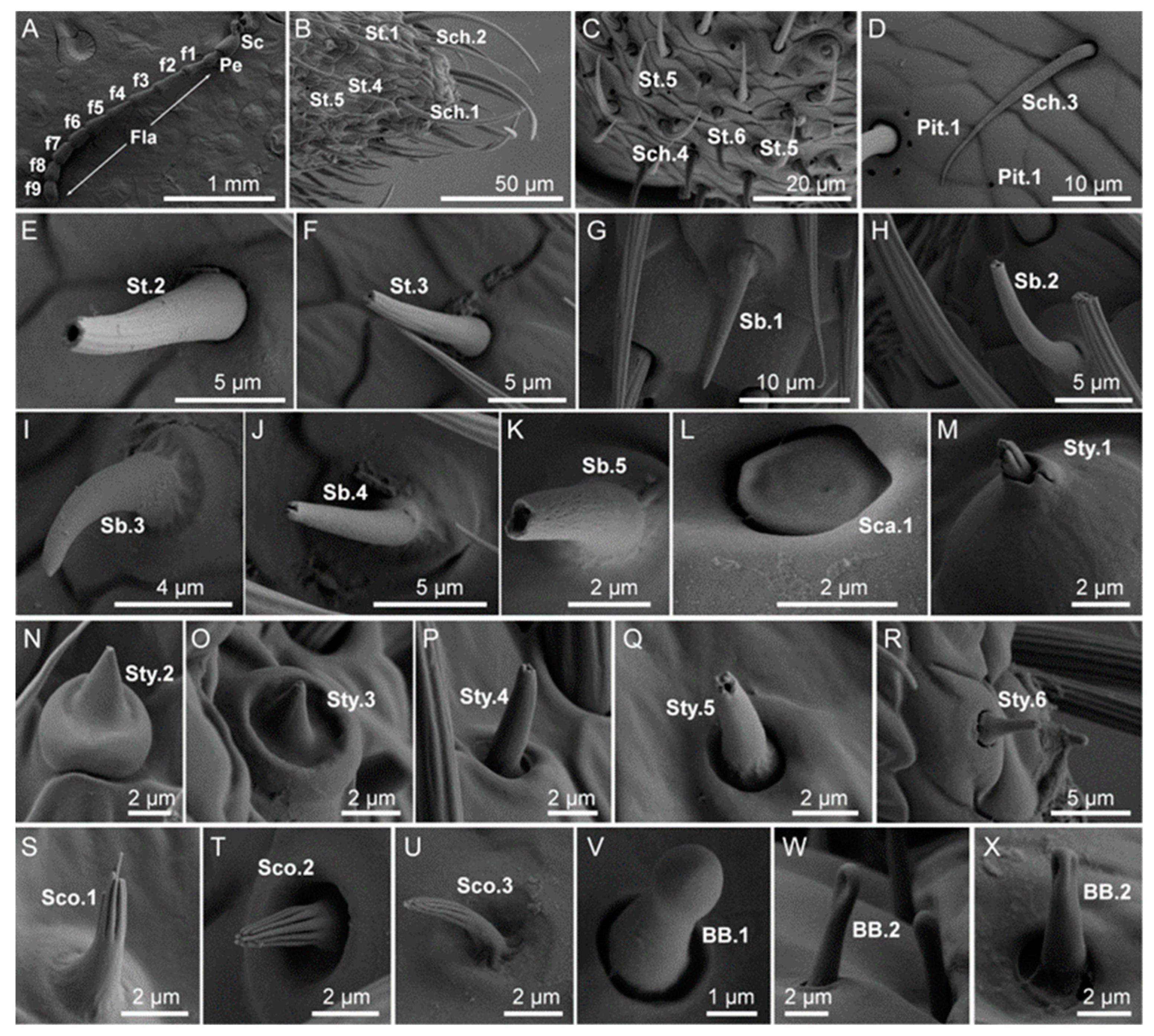 人気ブランドを Morphological Characterstics of the Sensilla in a コスプレ衣装
