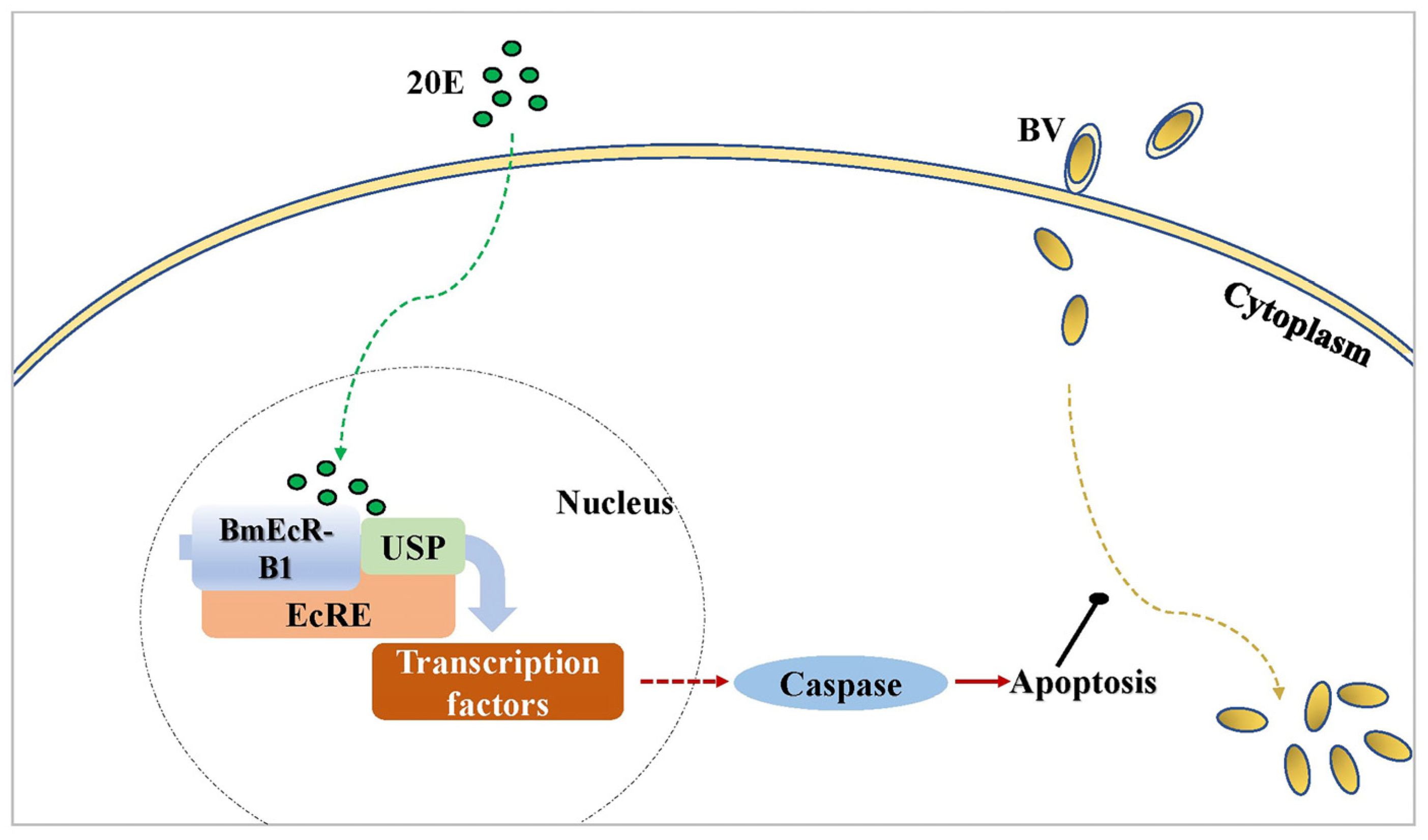 Insects 14 00505 g009 Insects 14 00505 g009
