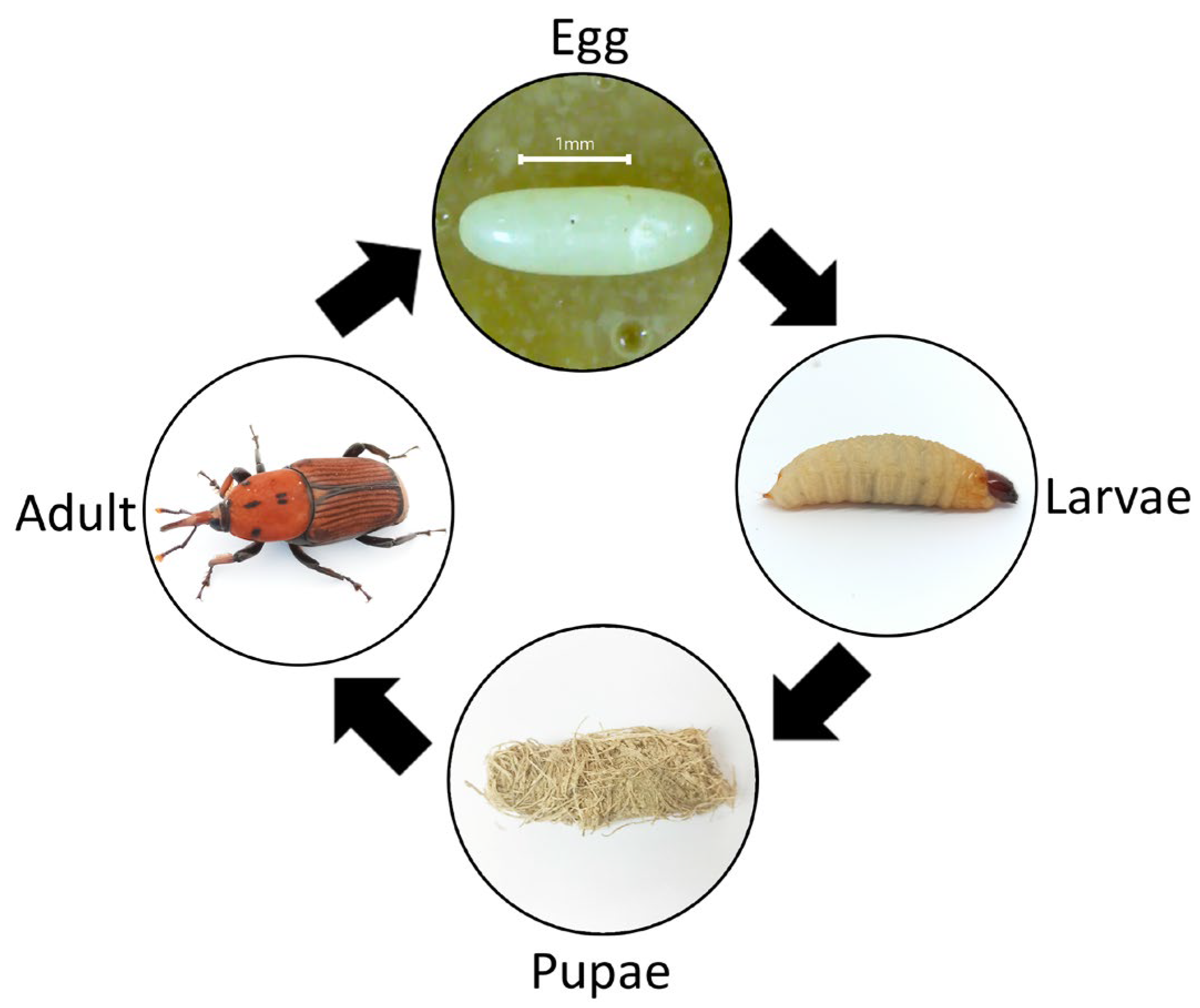 Insects 14 00506 g001