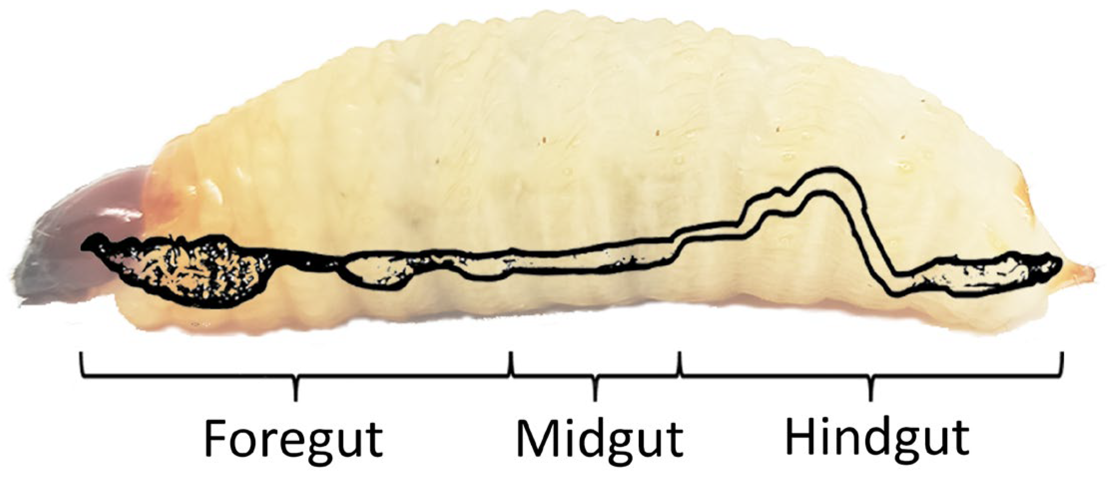 Insects 14 00506 g002