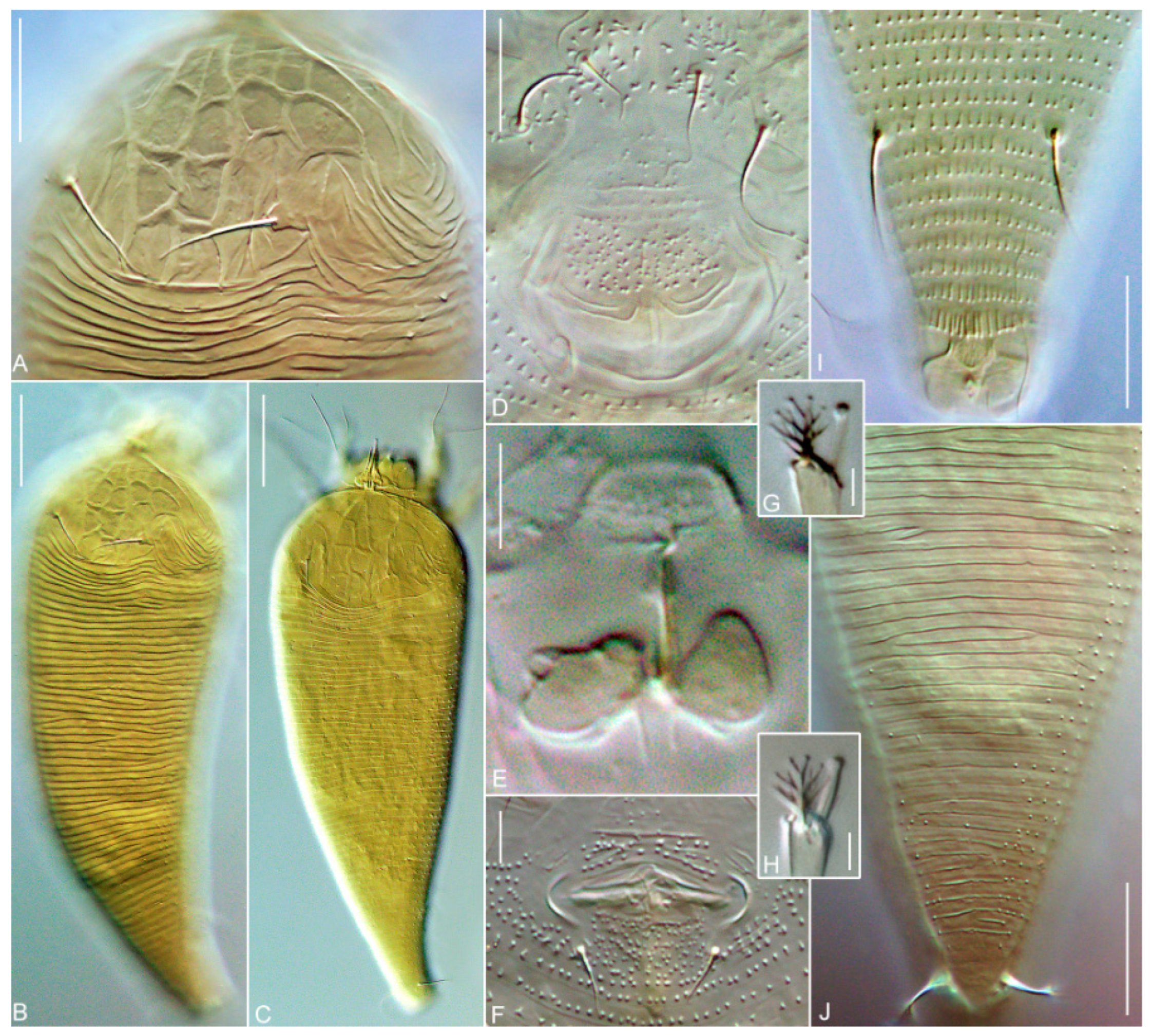 Insects 14 00507 g004 Insects 14 00507 g004