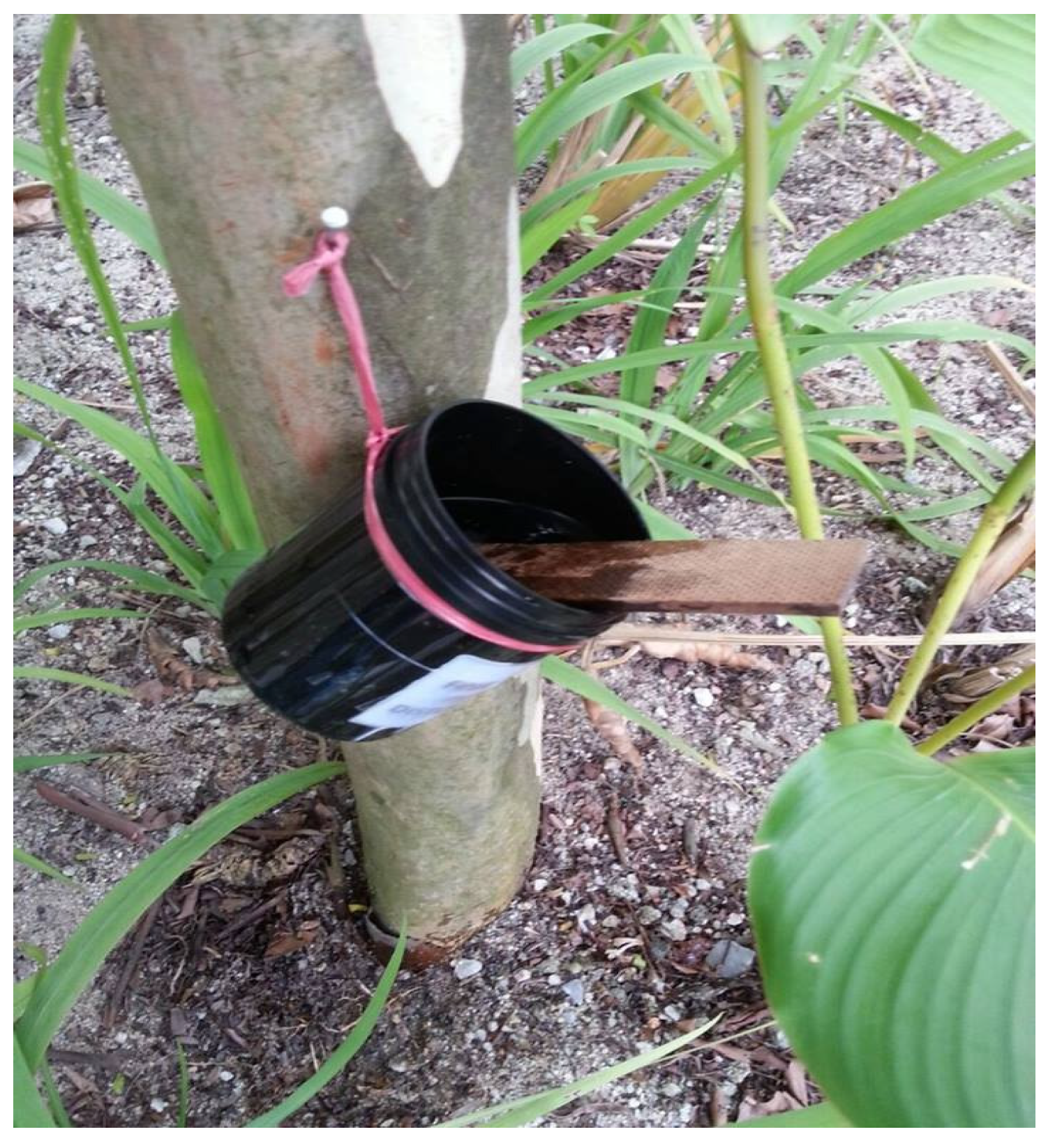 Insects 14 00512 g001