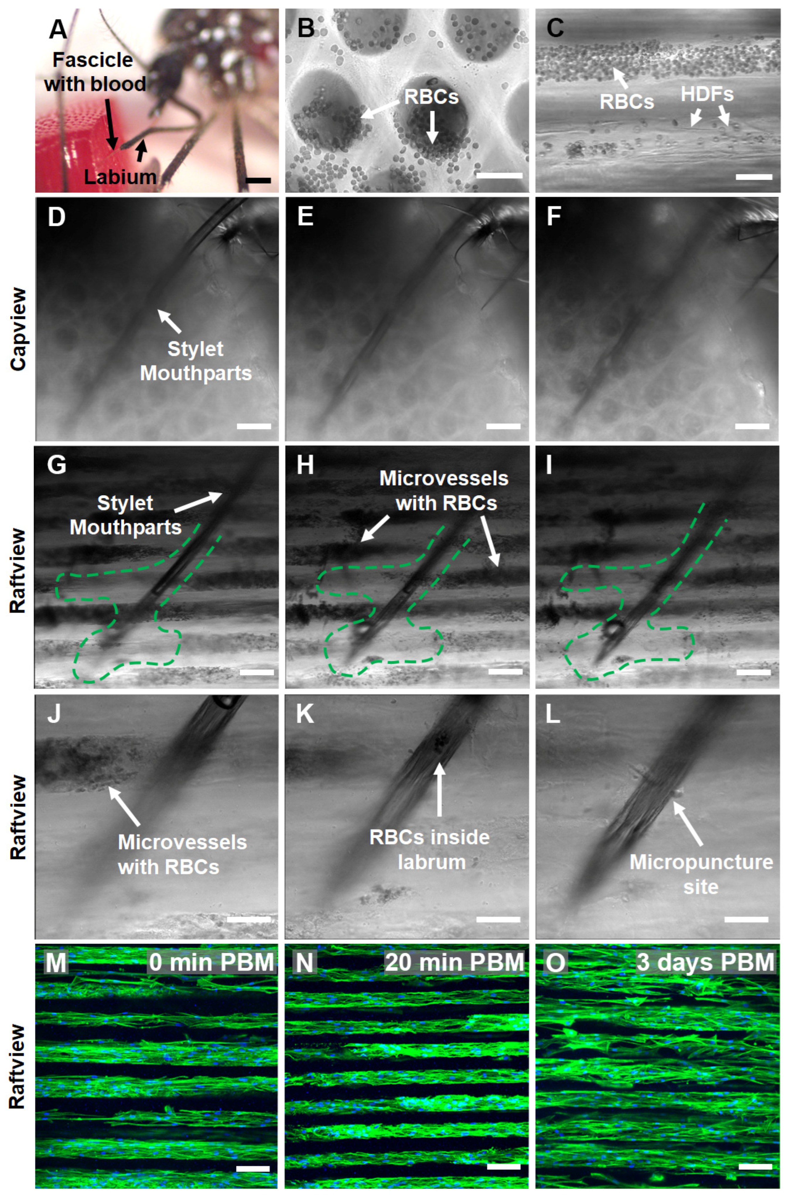 Insects 14 00514 g007 Insects 14 00514 g007