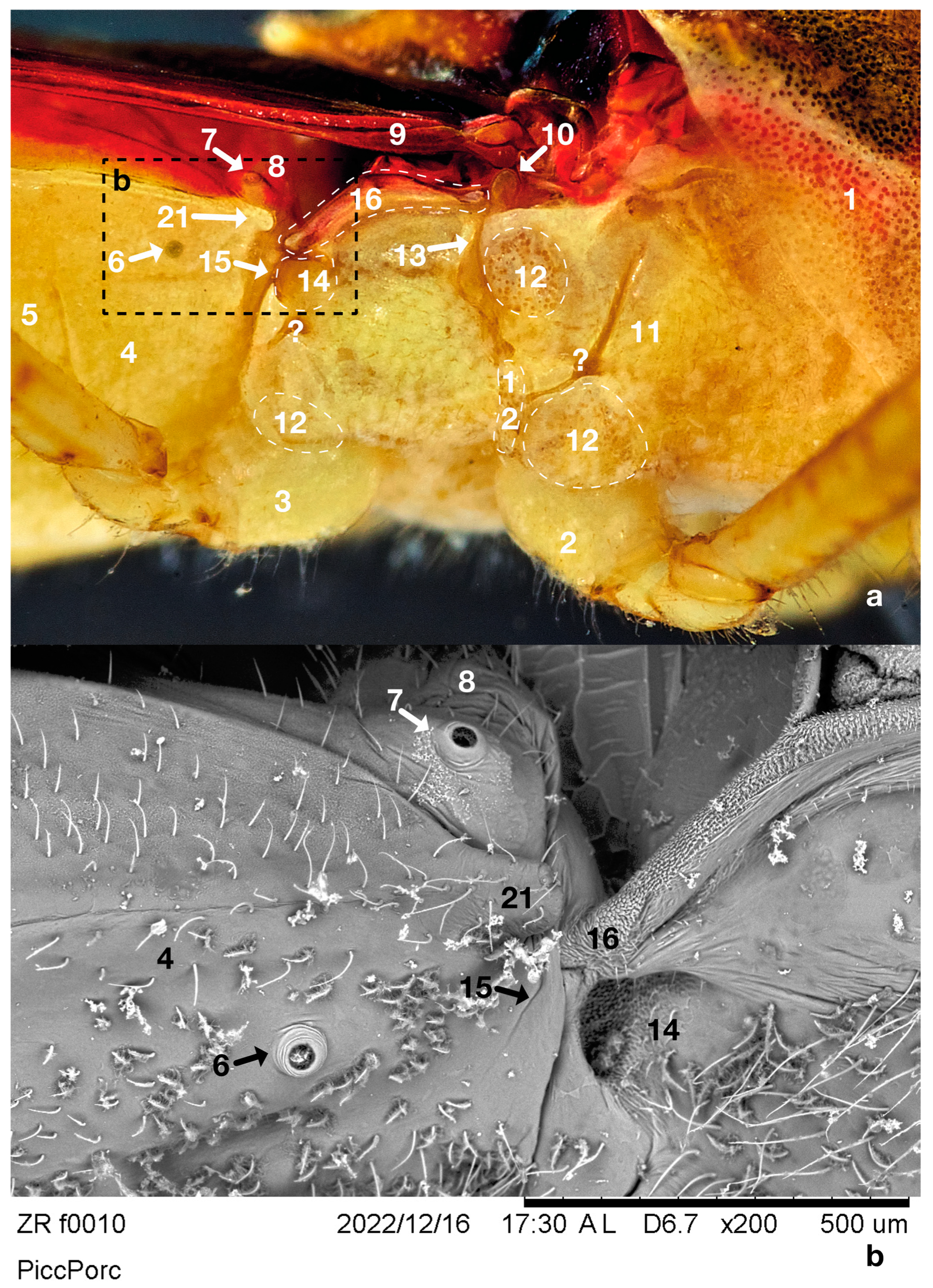 Insects 14 00520 g003 Insects 14 00520 g003