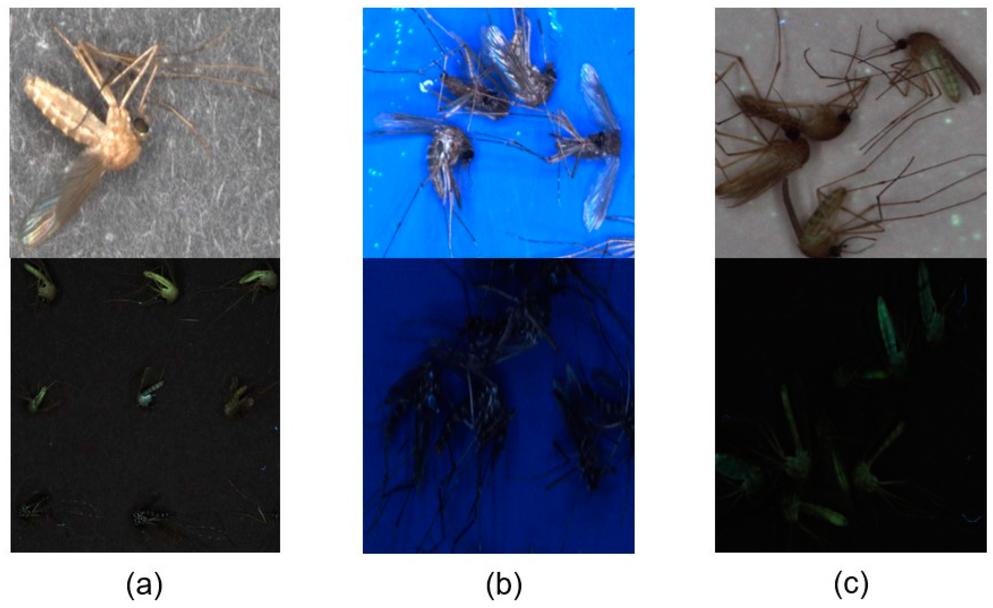 Insects 14 00526 g006 Insects 14 00526 g006