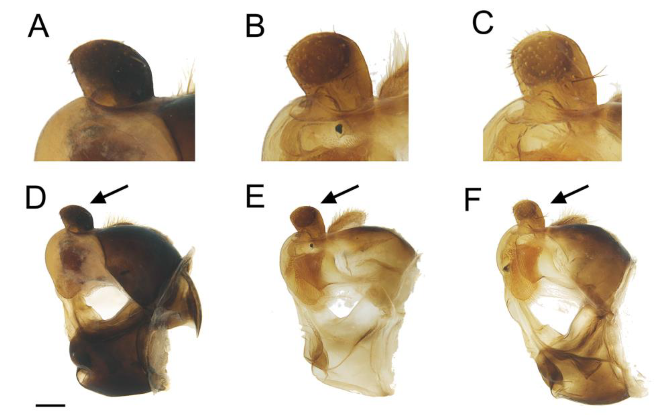 Insects 14 00541 g006 Insects 14 00541 g006