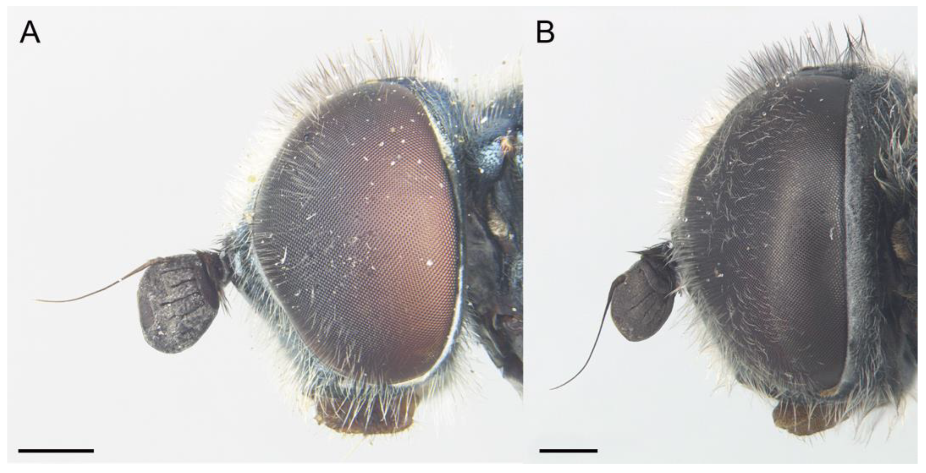 Insects 14 00541 g016 Insects 14 00541 g016