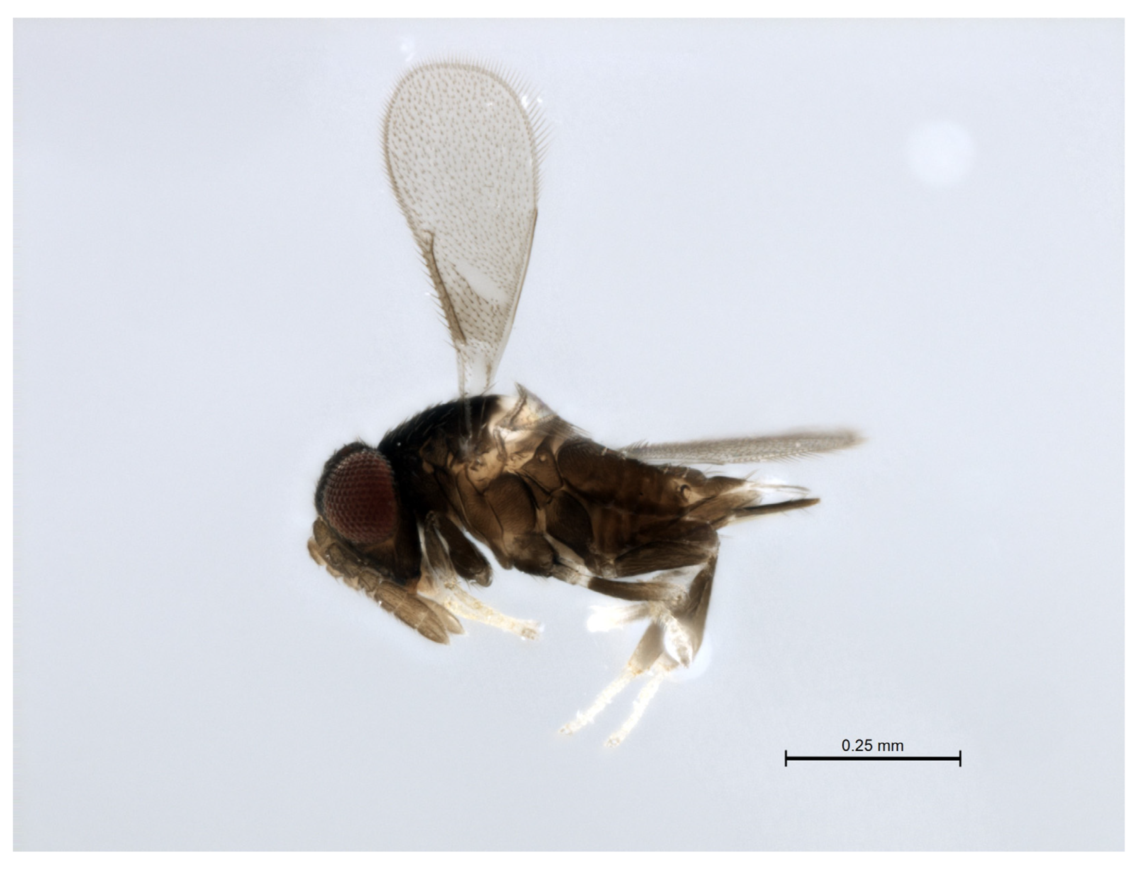 Insects 14 00570 g003