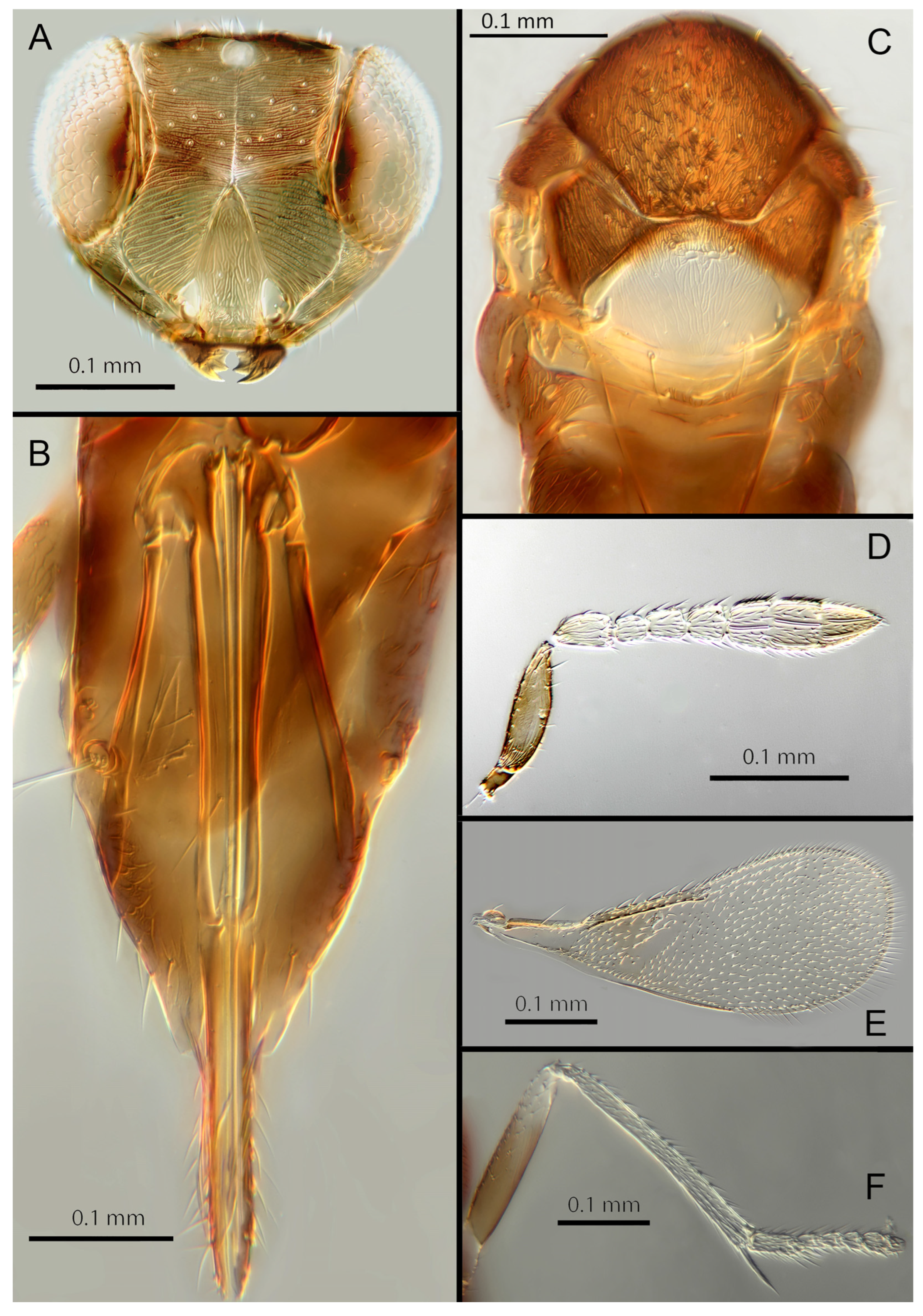 Insects 14 00570 g004
