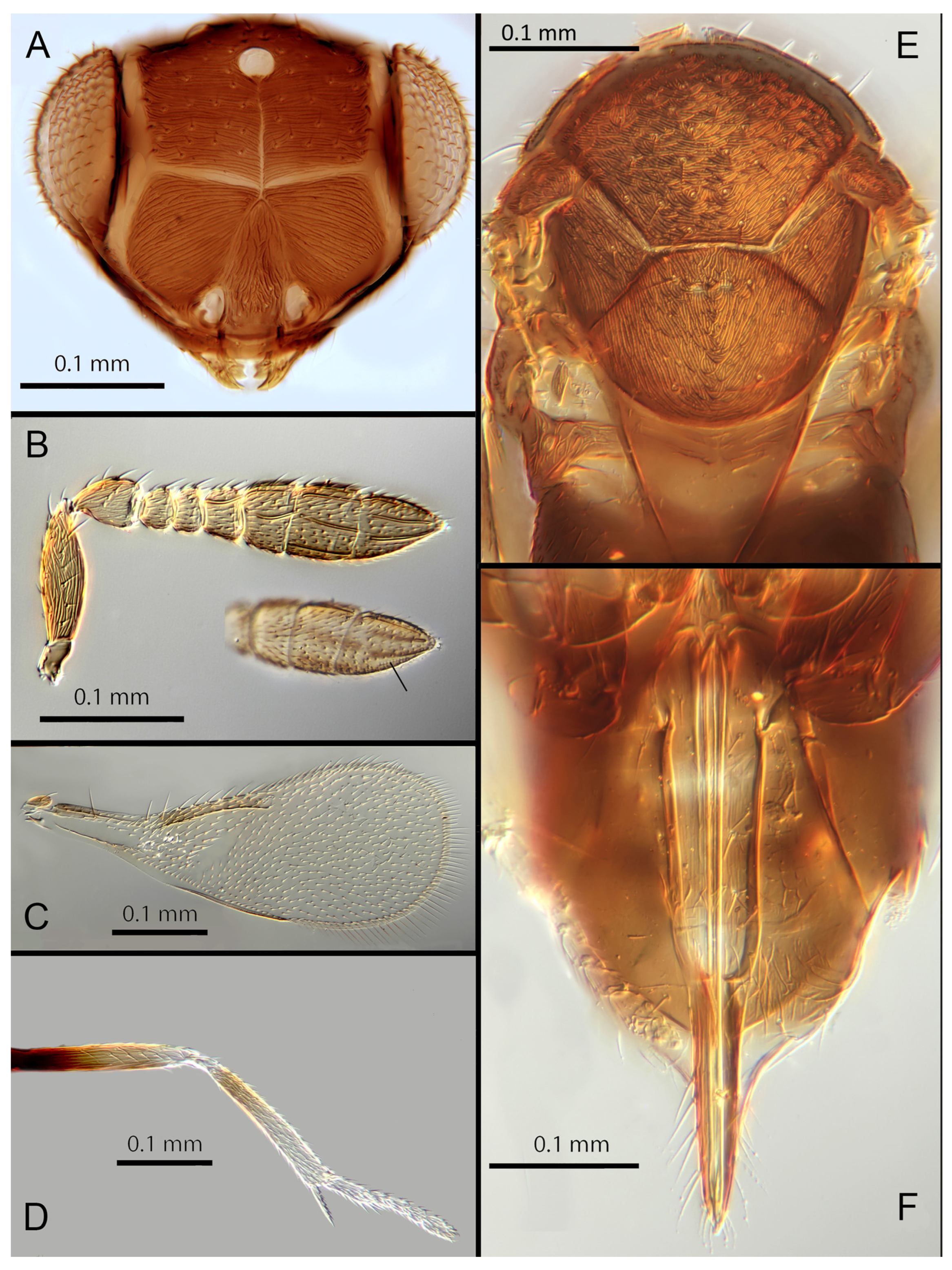Insects 14 00570 g005
