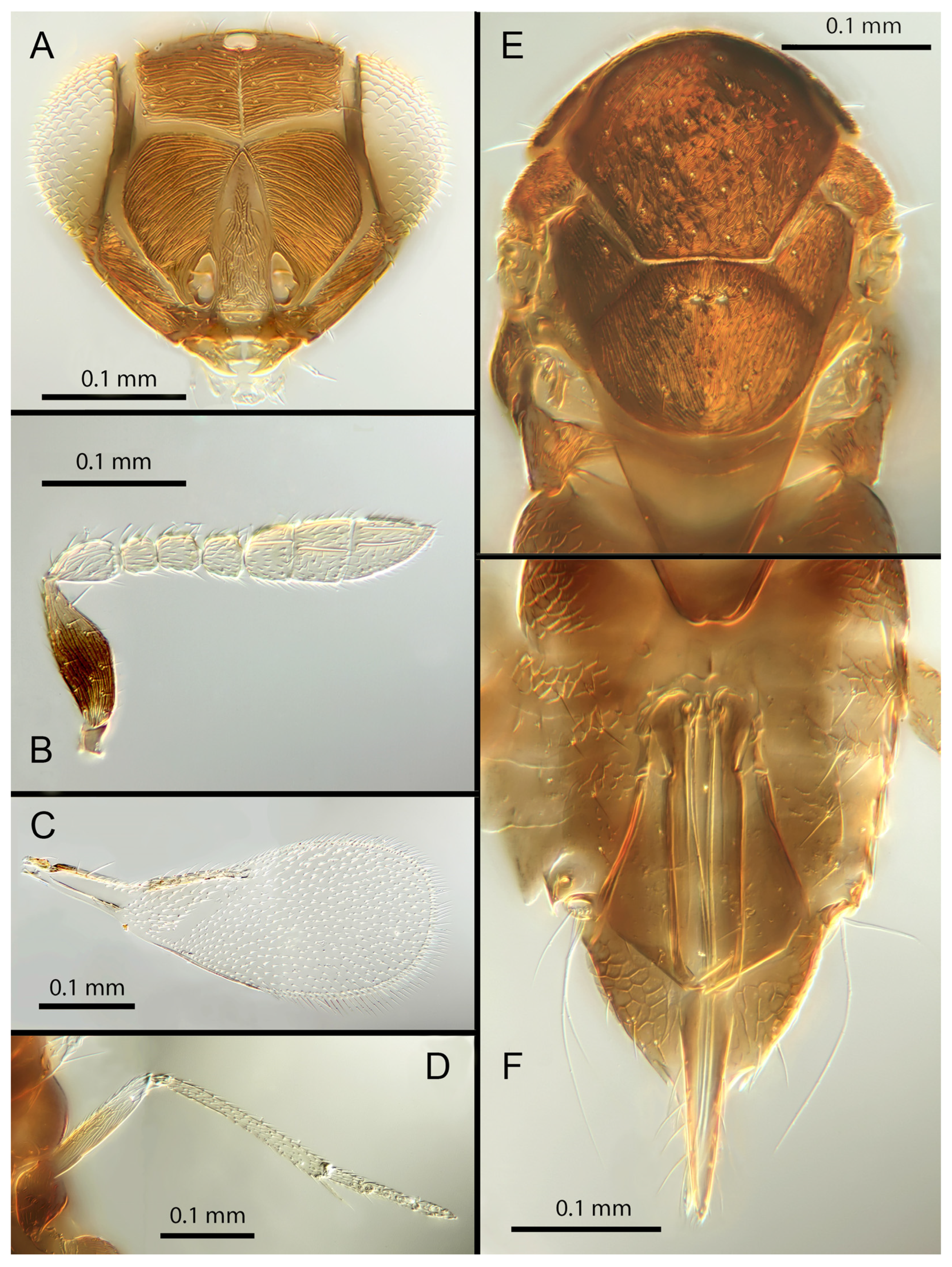 Insects 14 00570 g006