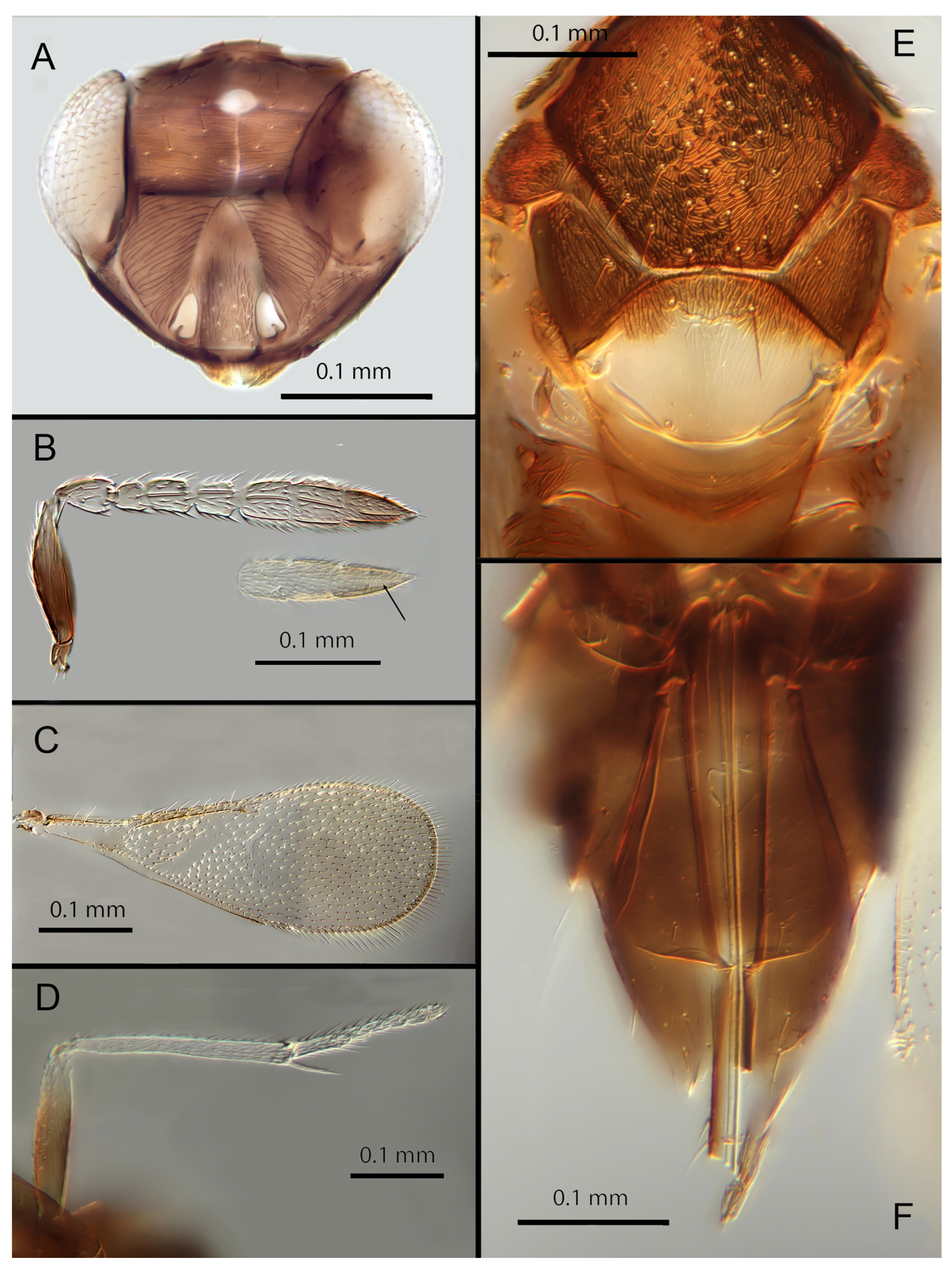 Insects 14 00570 g007