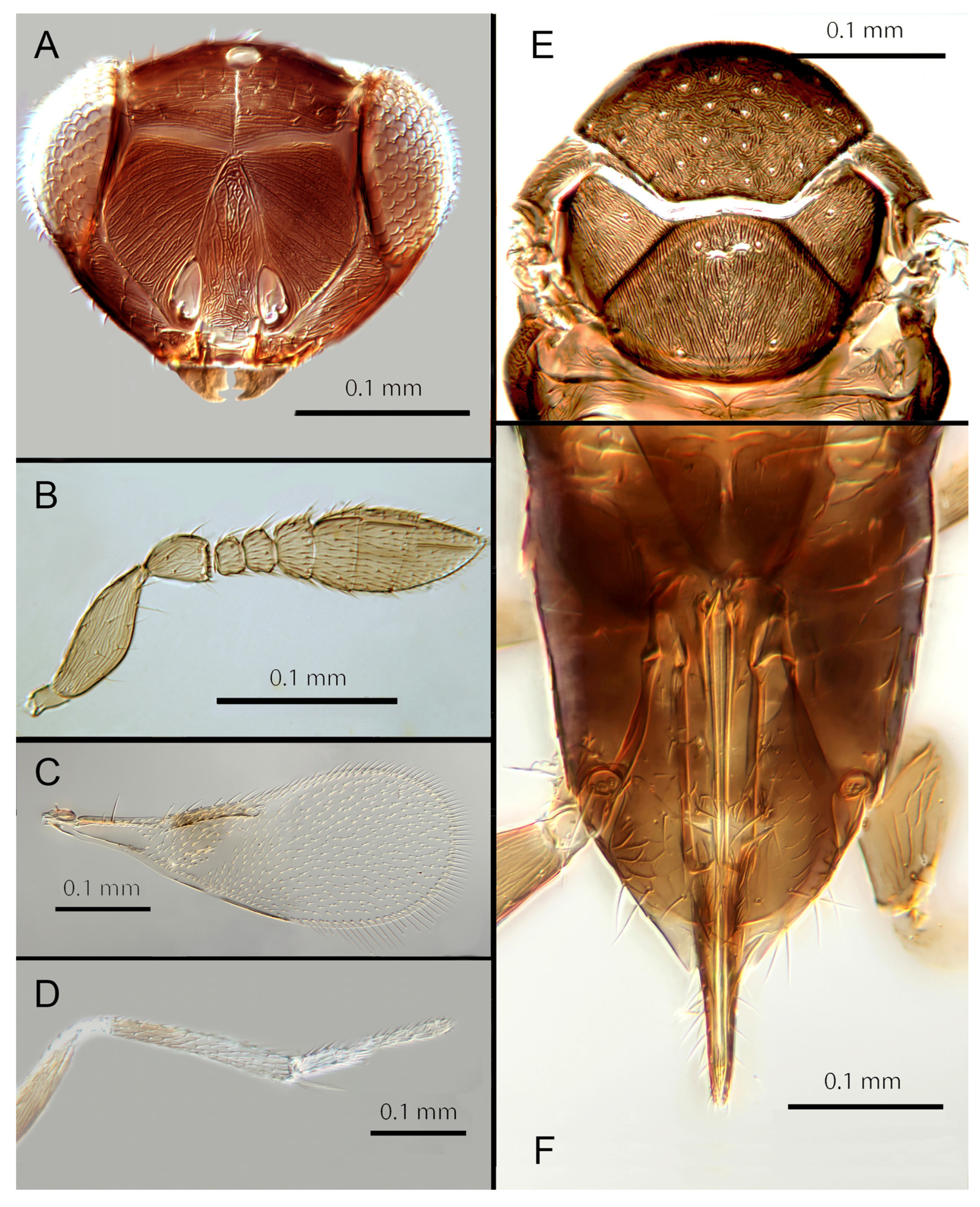 Insects 14 00570 g008