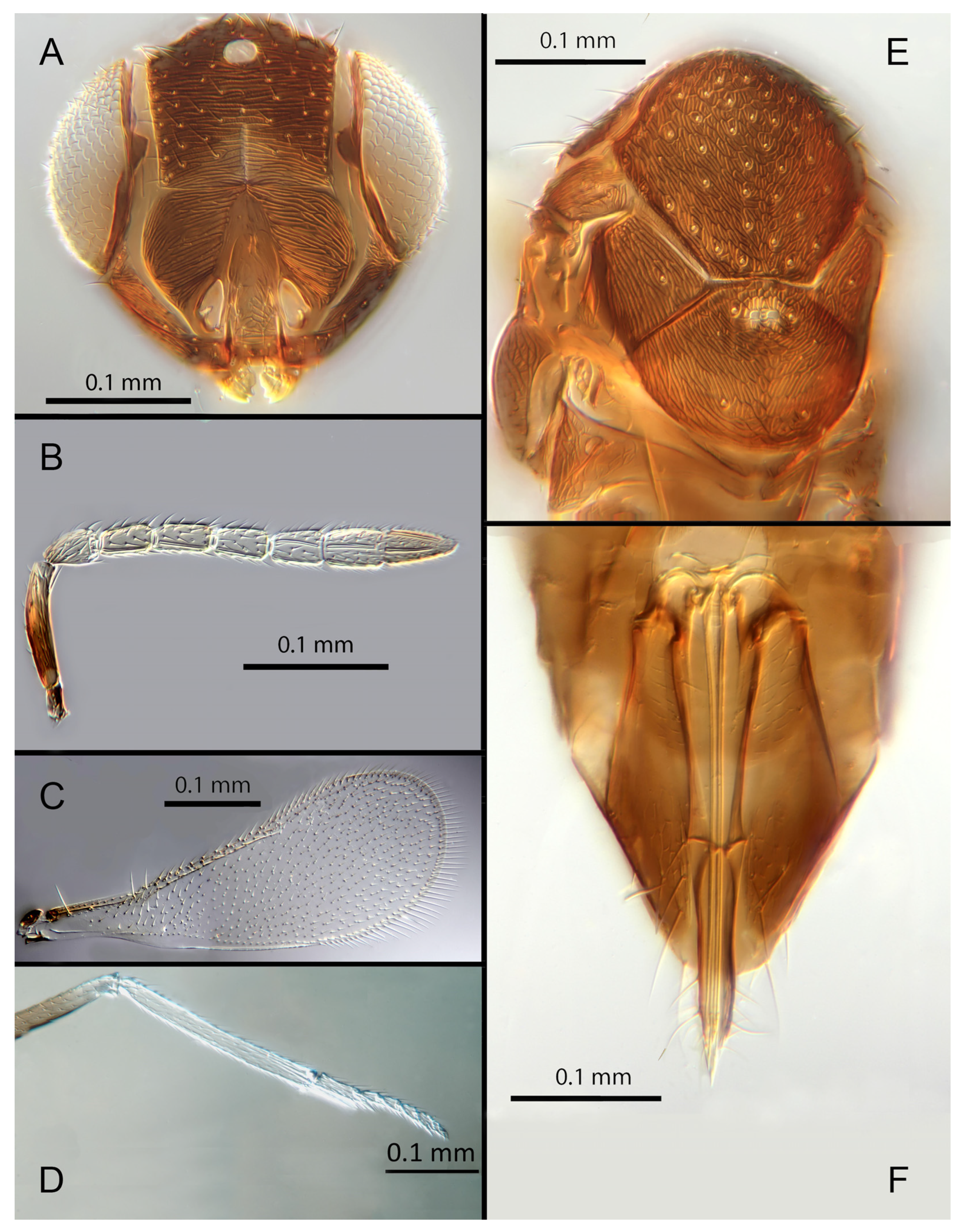 Insects 14 00570 g009