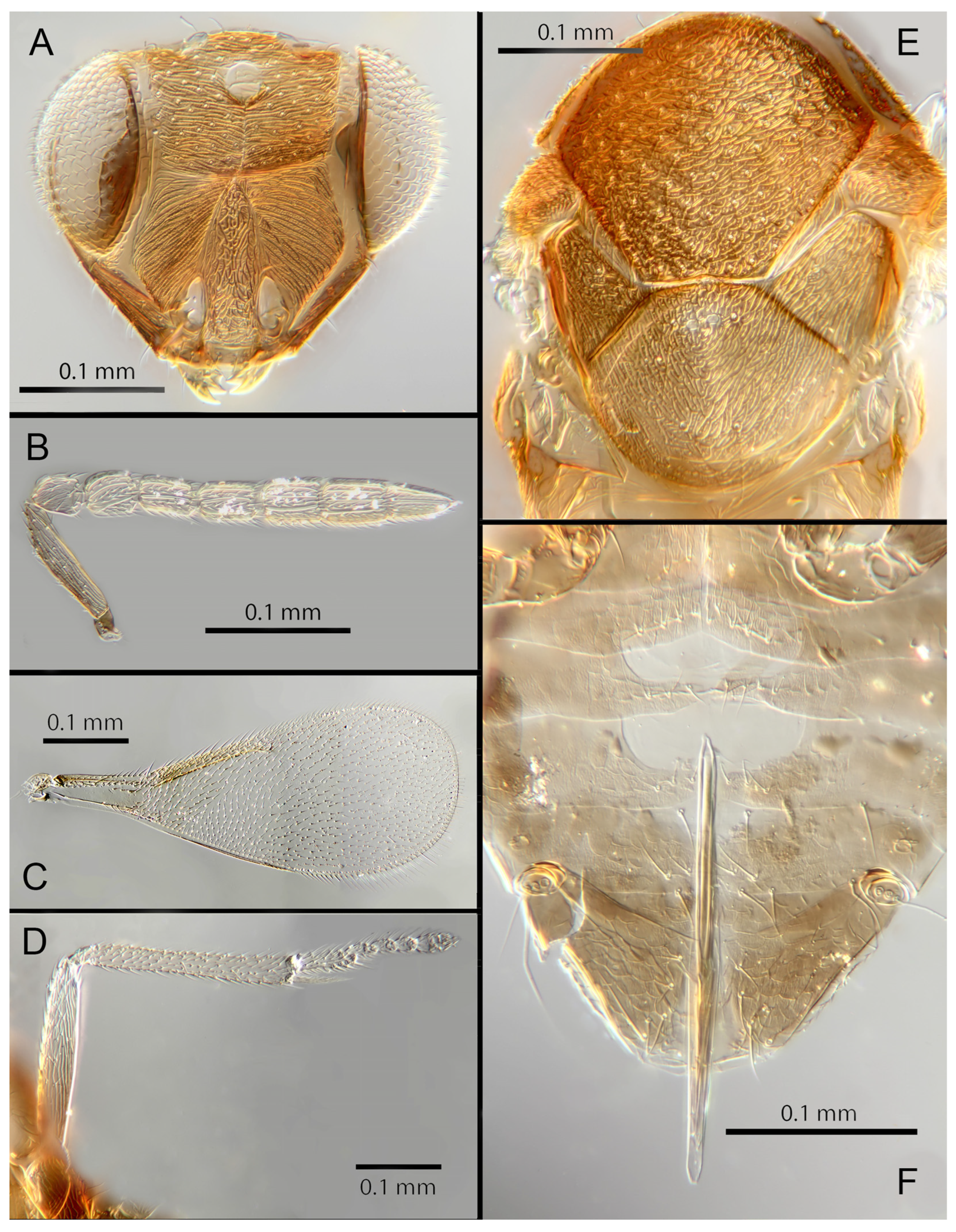 Insects 14 00570 g010