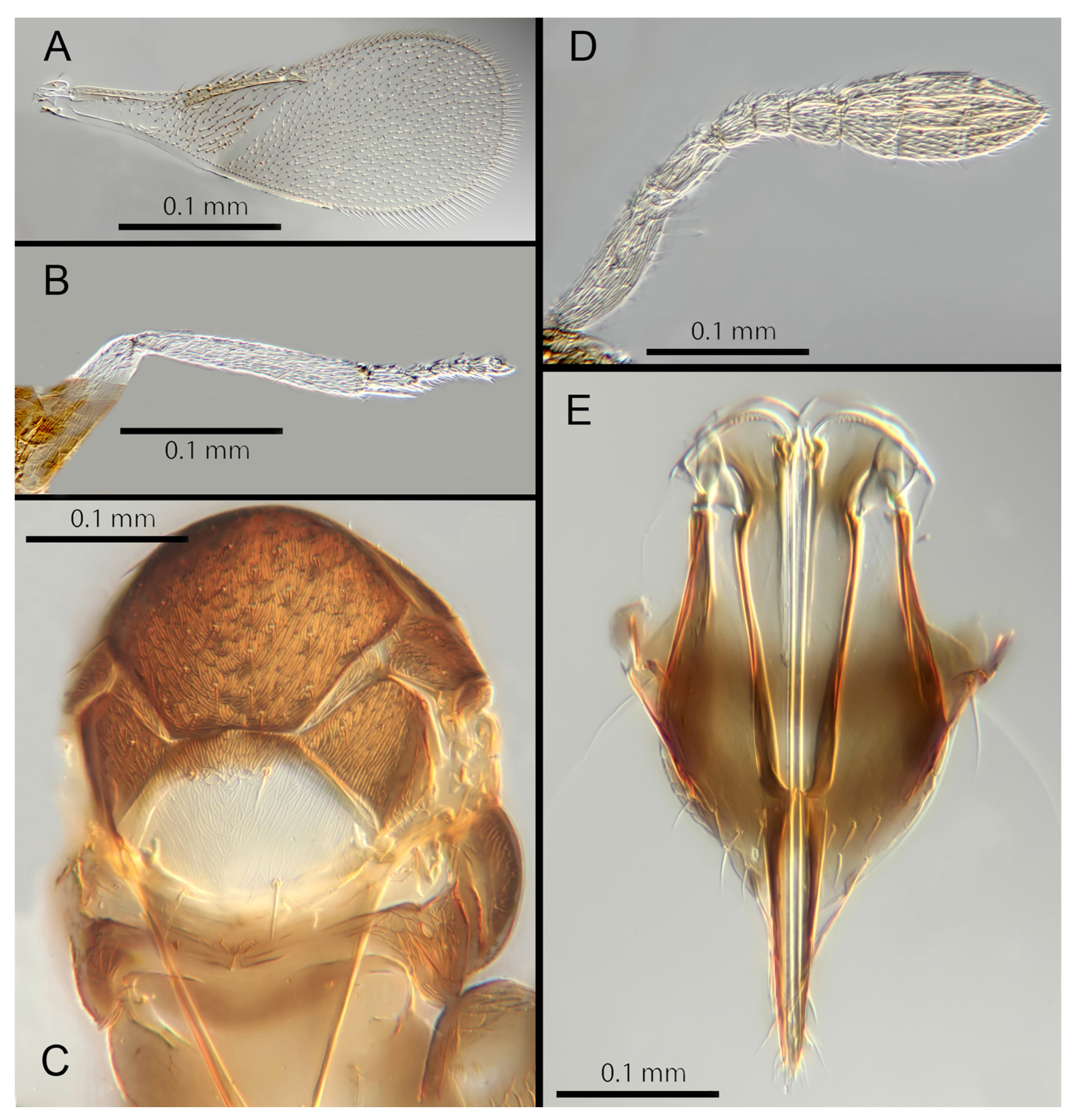 Insects 14 00570 g014