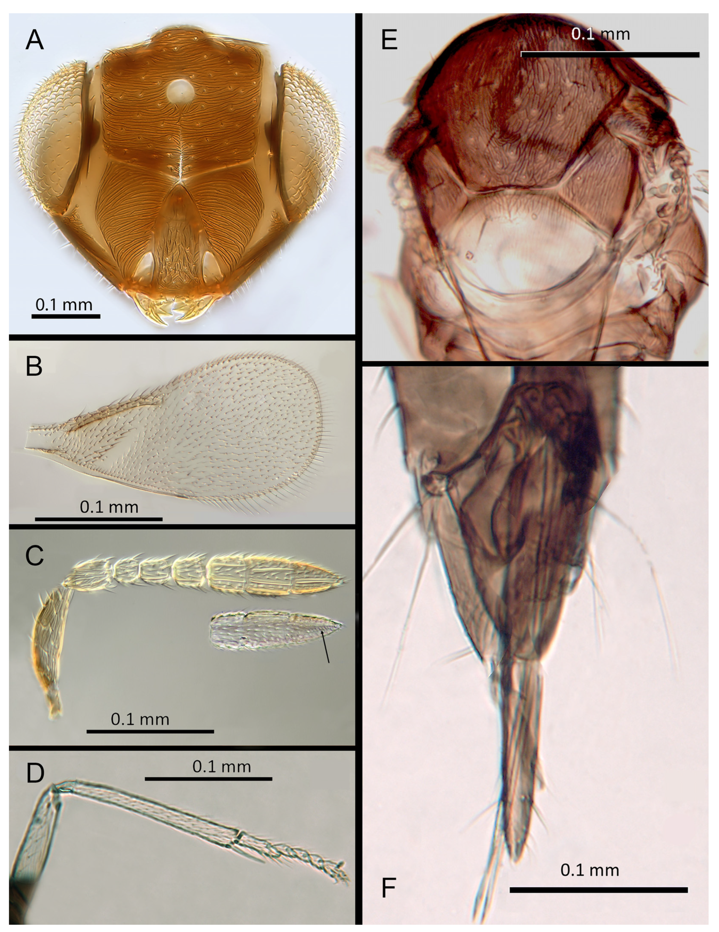 Insects 14 00570 g015