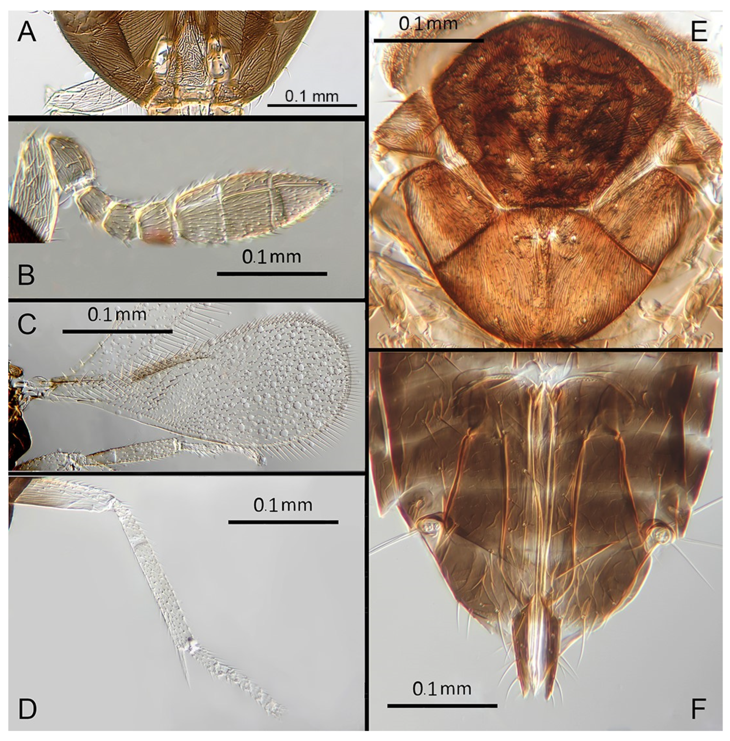 Insects 14 00570 g016