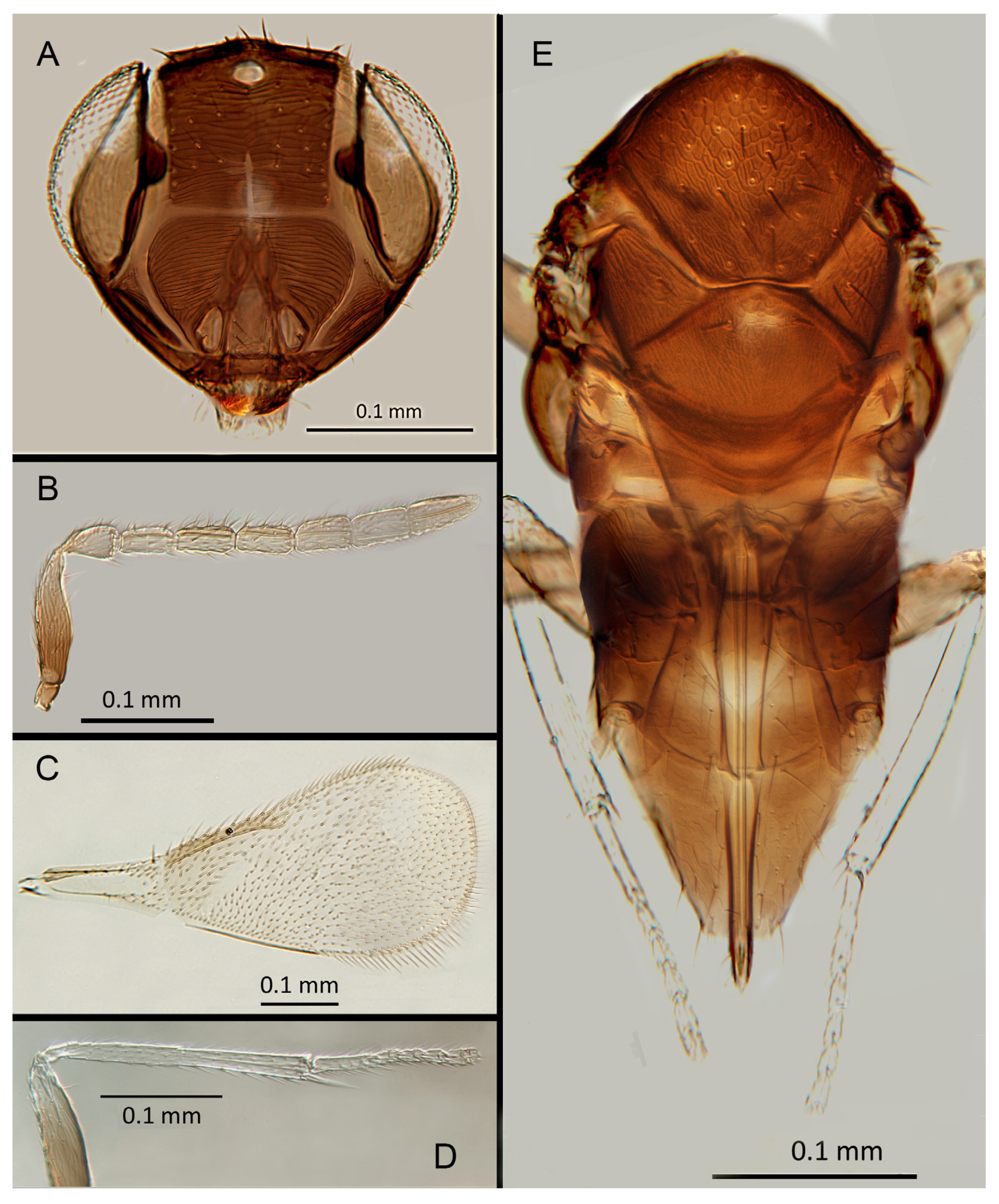 Insects 14 00570 g021