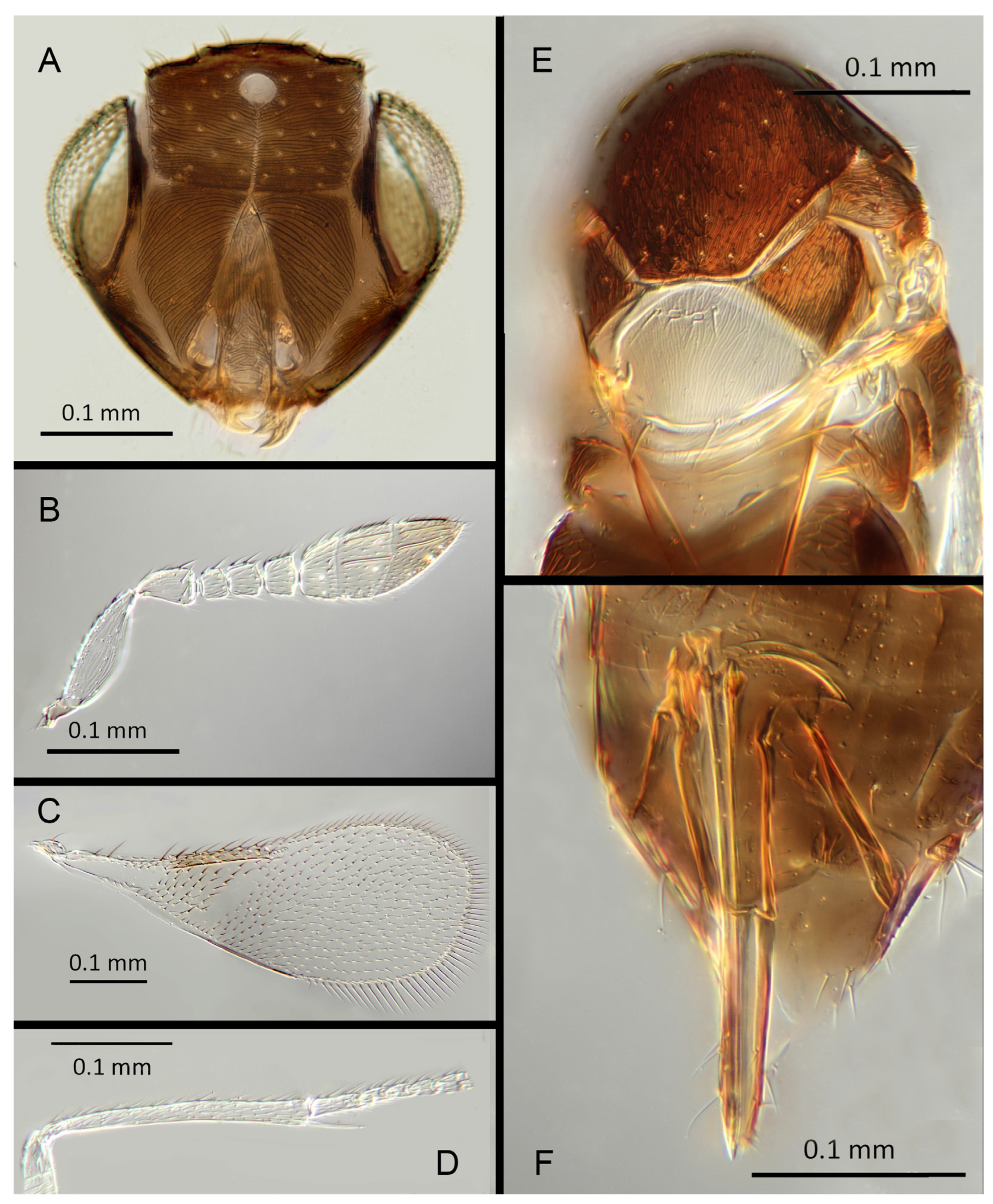 Insects 14 00570 g022
