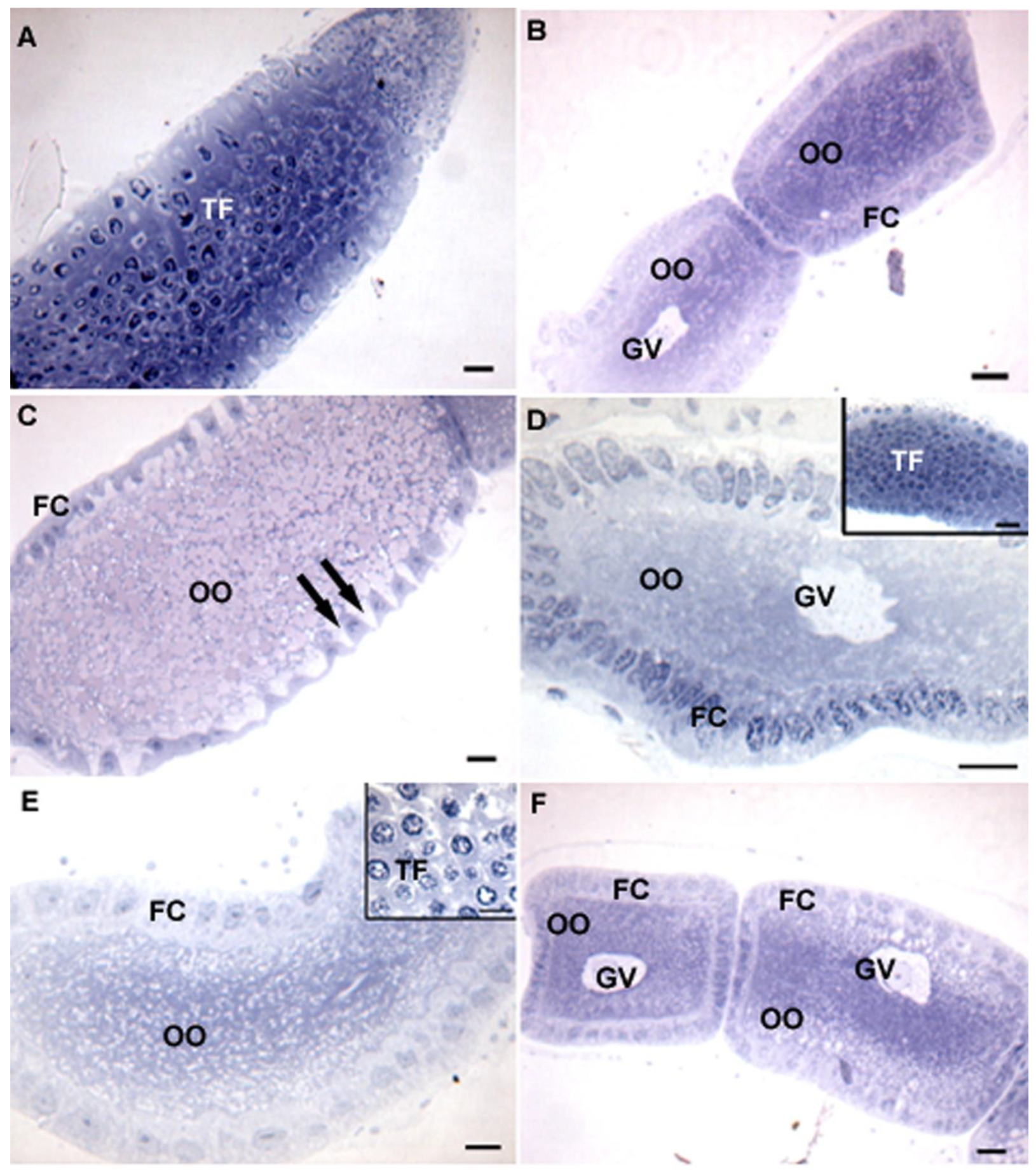 Insects 14 00571 g004 Insects 14 00571 g004