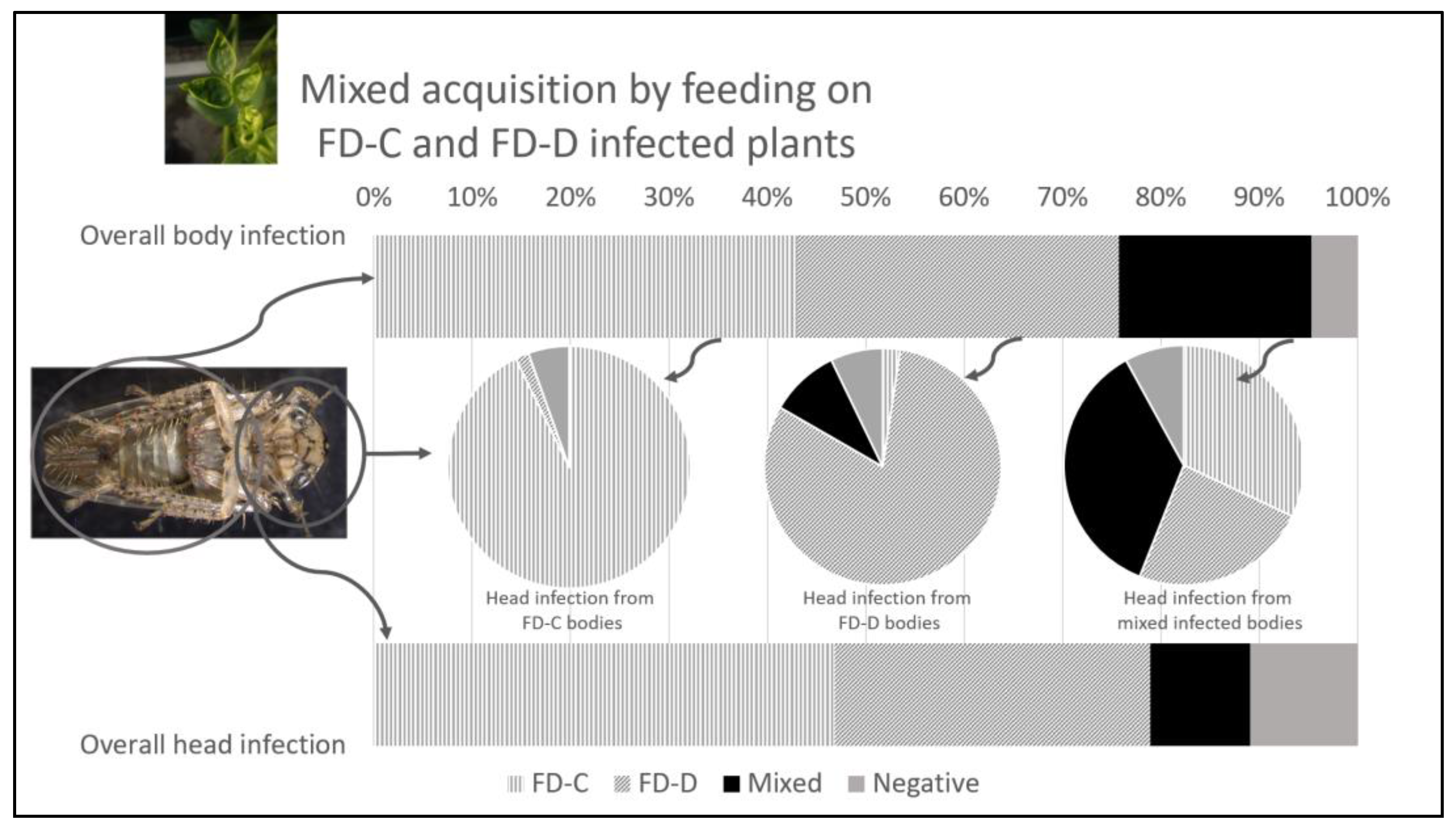 Insects 14 00575 g001