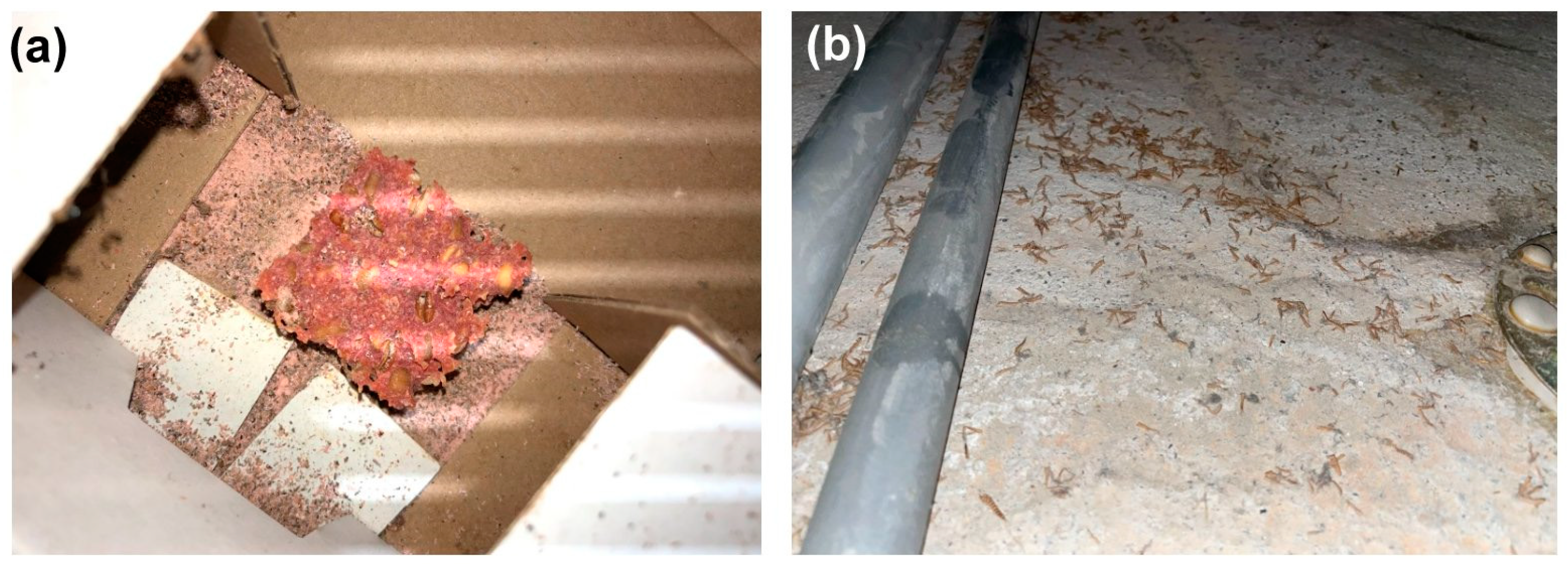 Insects 14 00578 g007