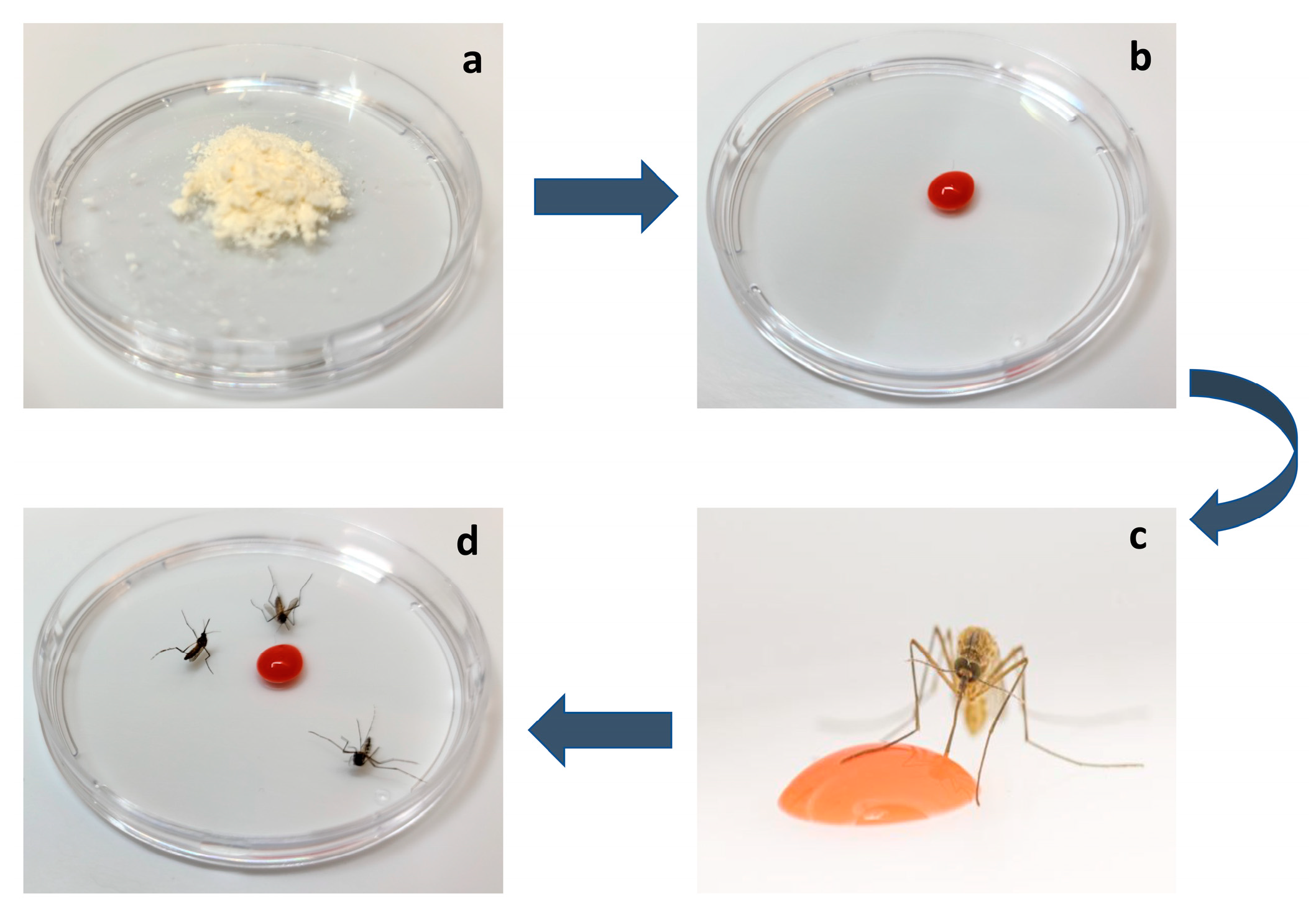 Insects 14 00585 g001