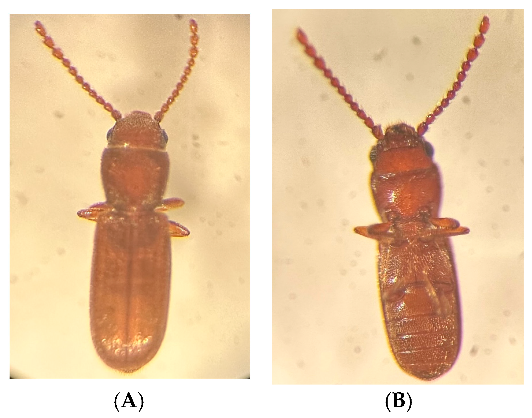 Insects 14 00590 g003