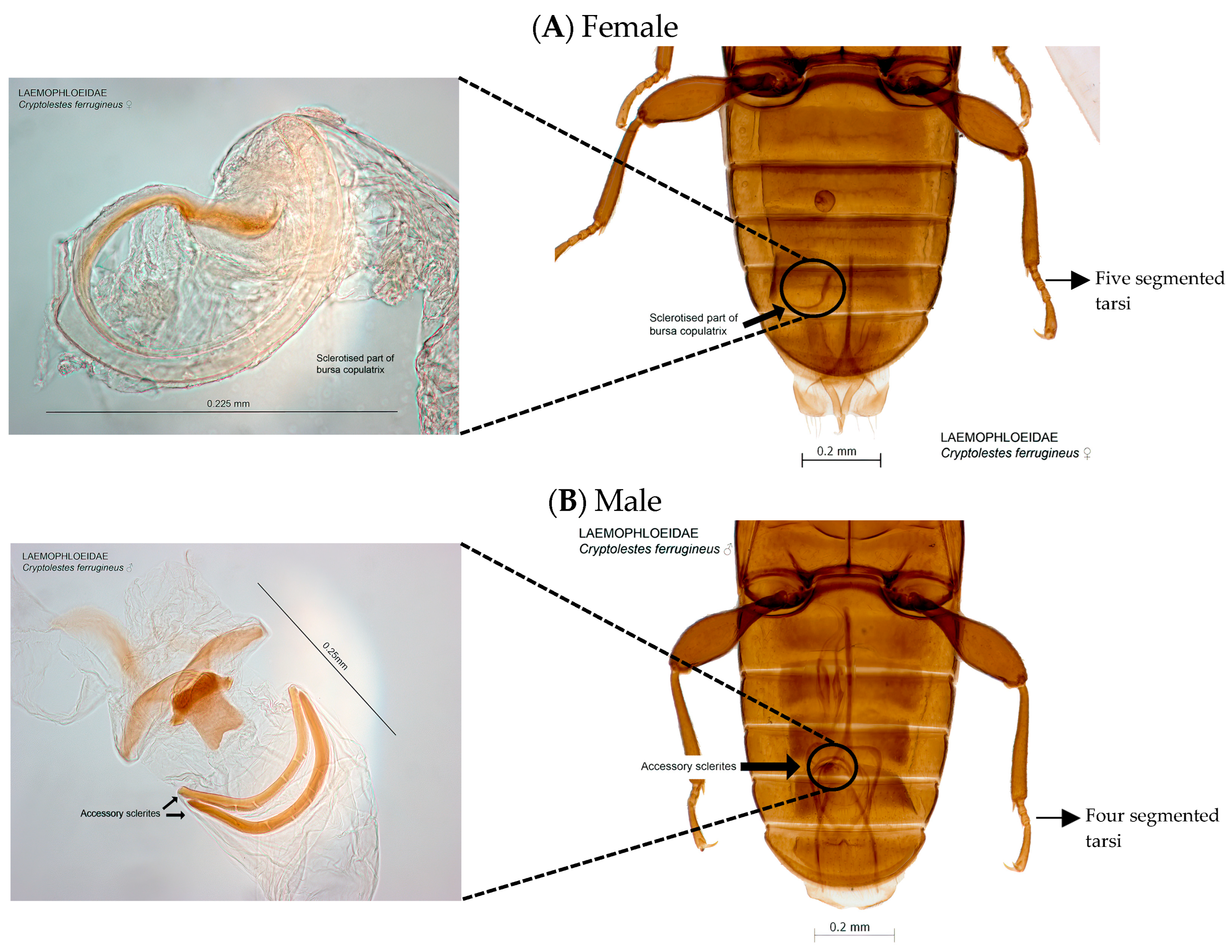 Insects 14 00590 g004