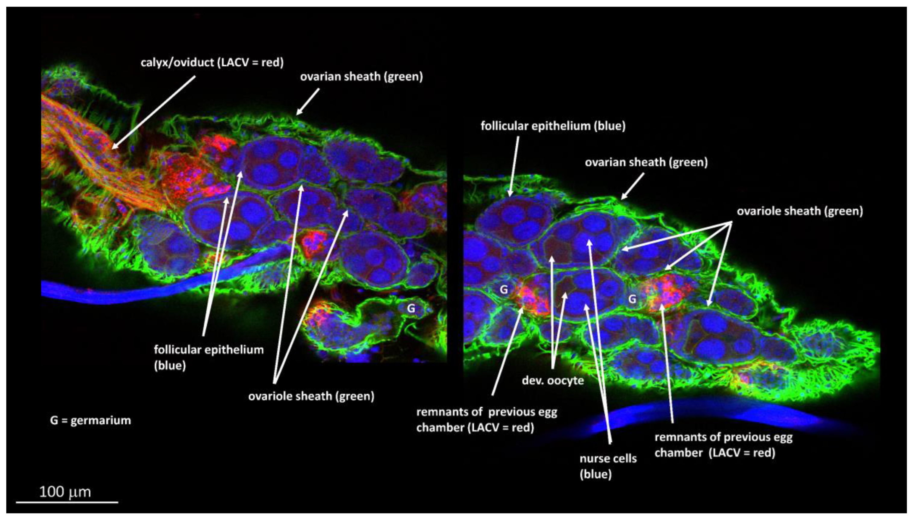 Insects 14 00601 g004 Insects 14 00601 g004