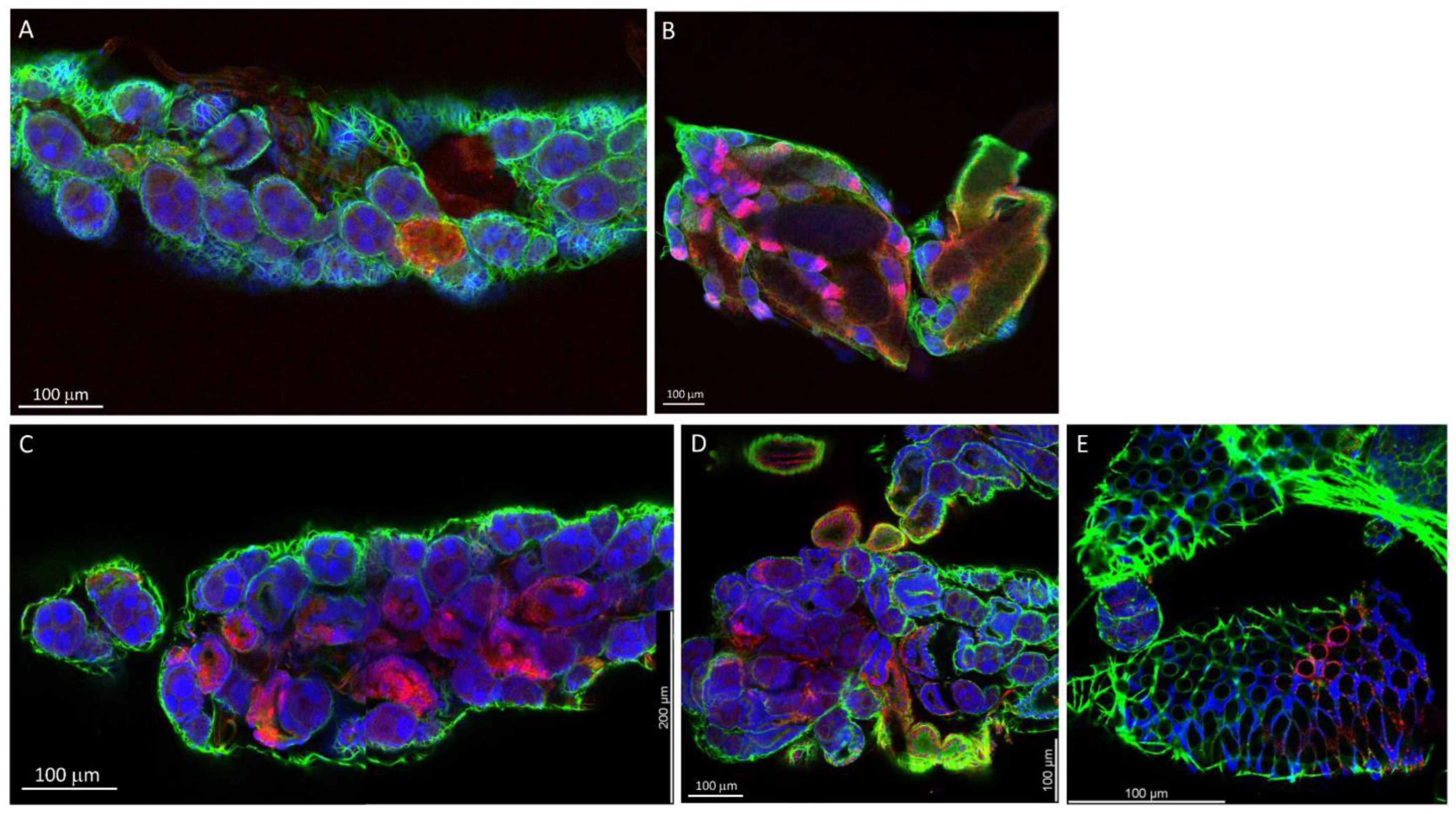 Insects 14 00601 g005 Insects 14 00601 g005