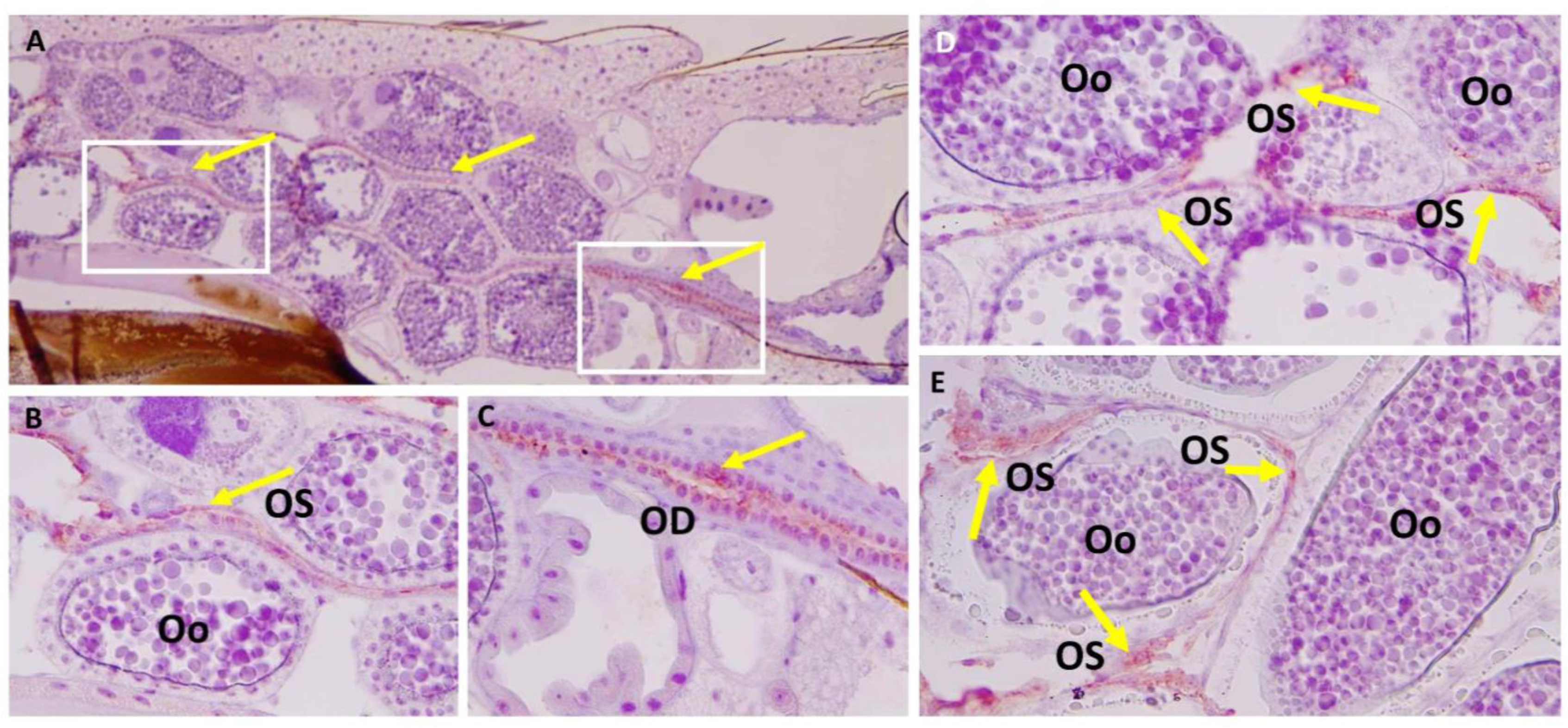 Insects 14 00601 g006 Insects 14 00601 g006