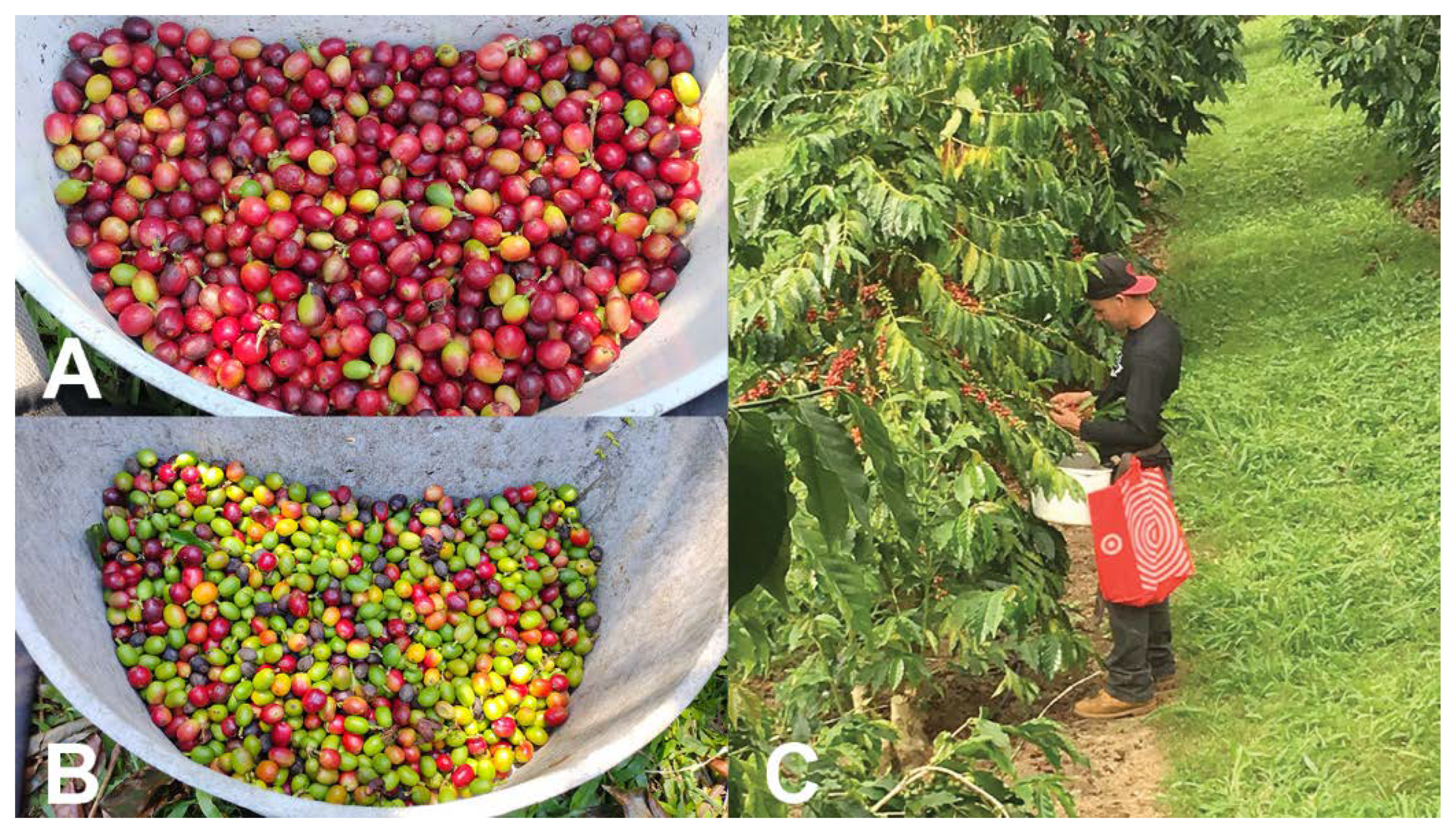 Insects 14 00603 g006