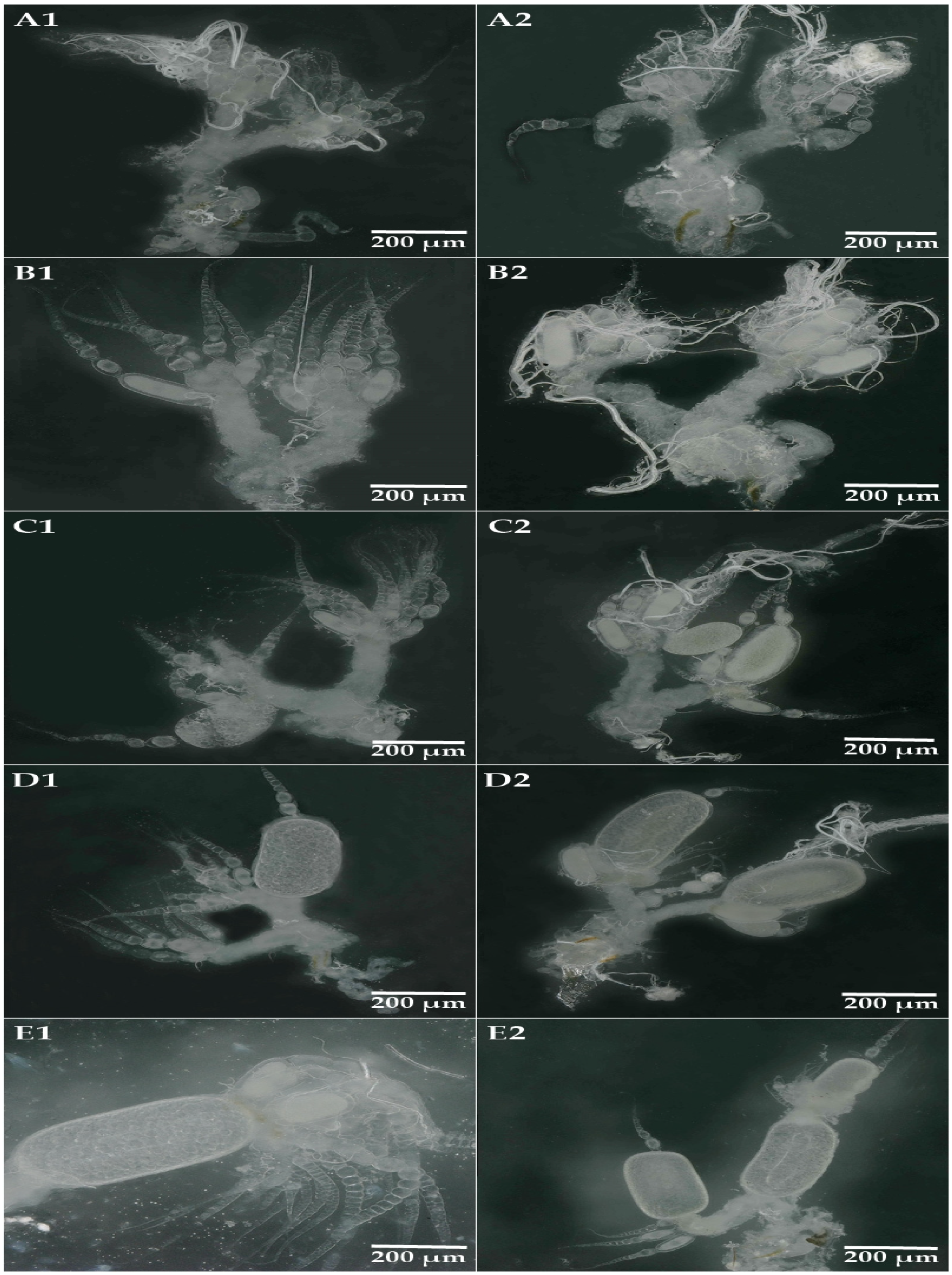 Insects 14 00640 g001