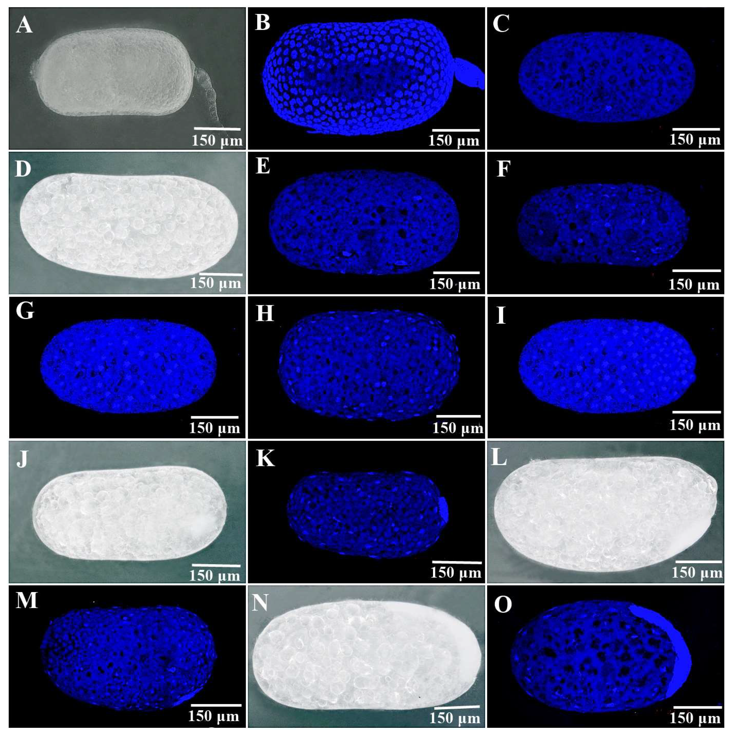 Insects 14 00640 g005a