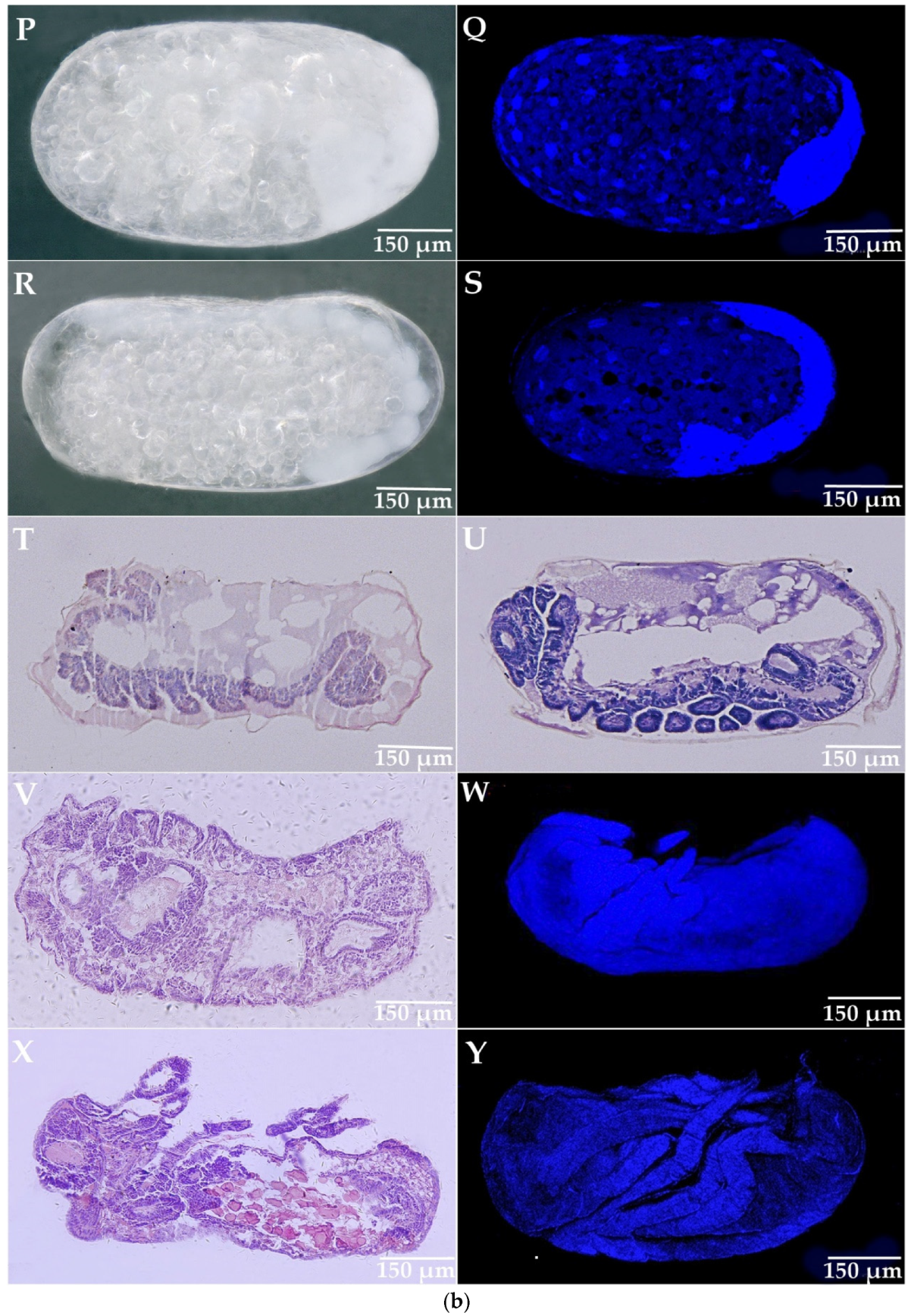Insects 14 00640 g005b